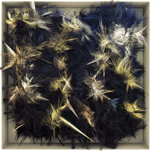Endangered feathers