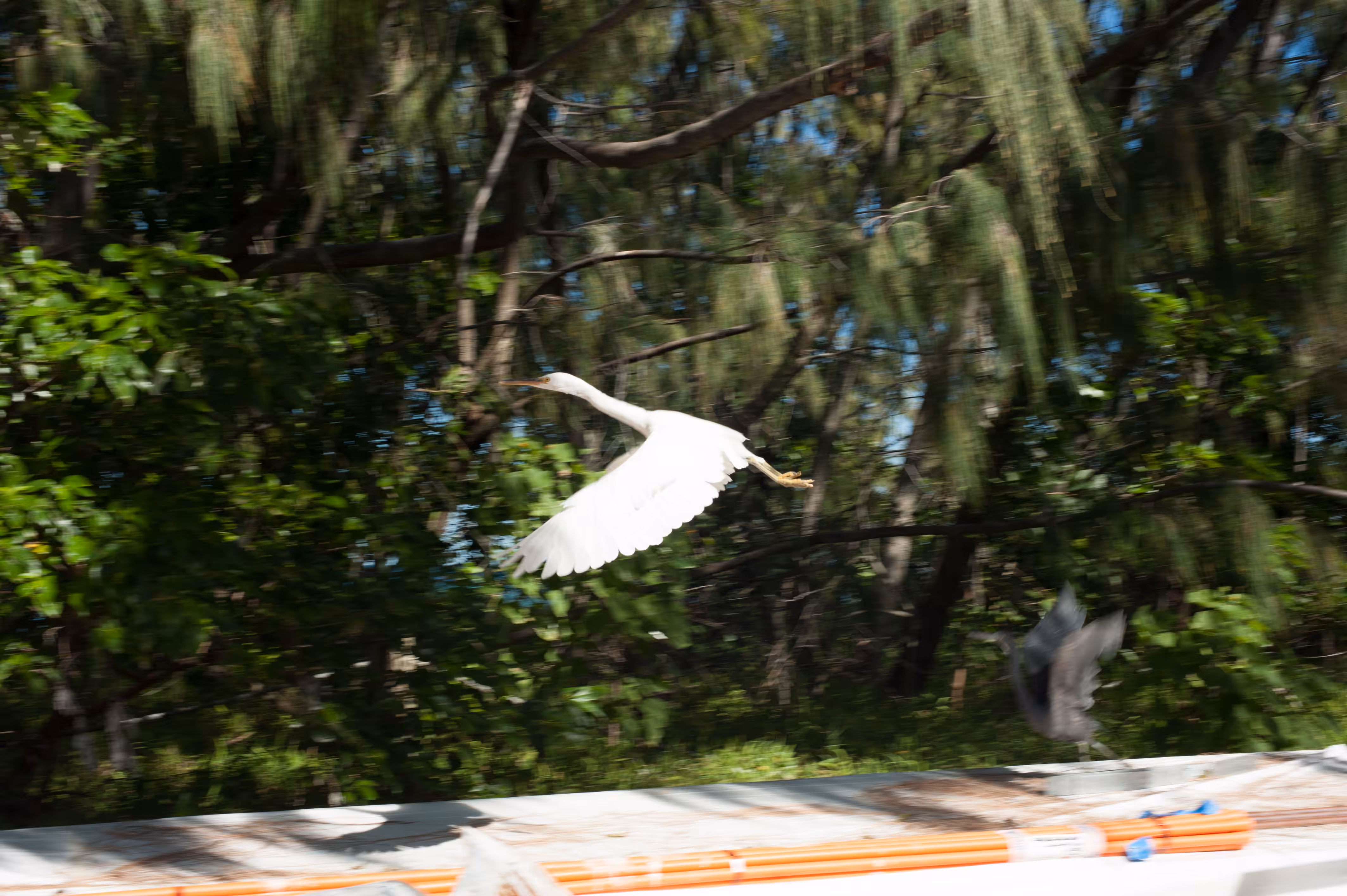 Day55- Seagull