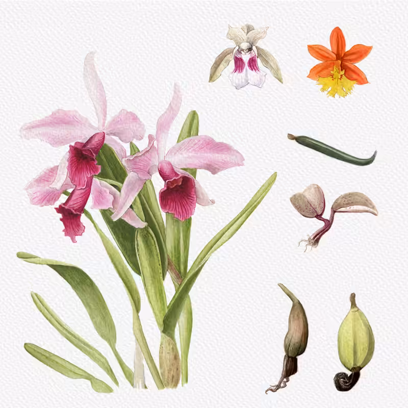 Botanical Illustration - Orchids 1 #82