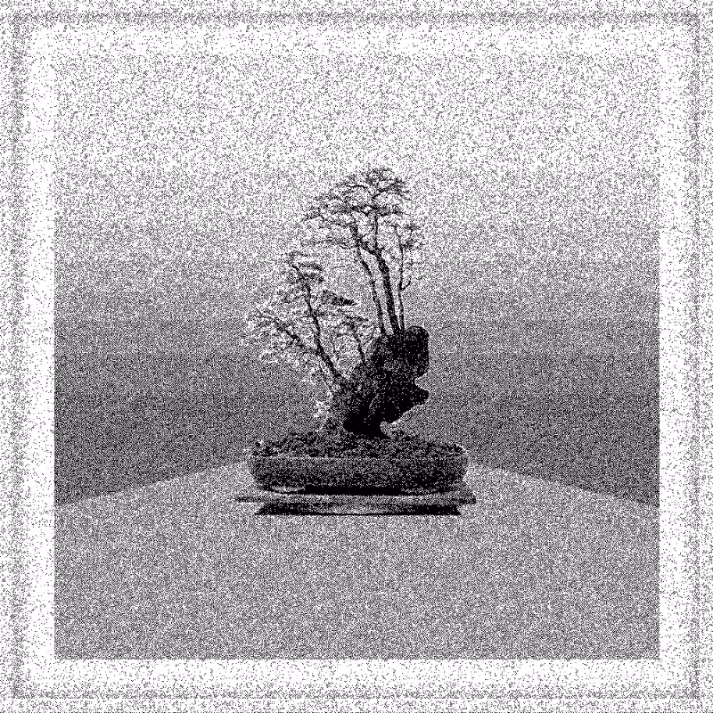 Bonsai Bonanza #285