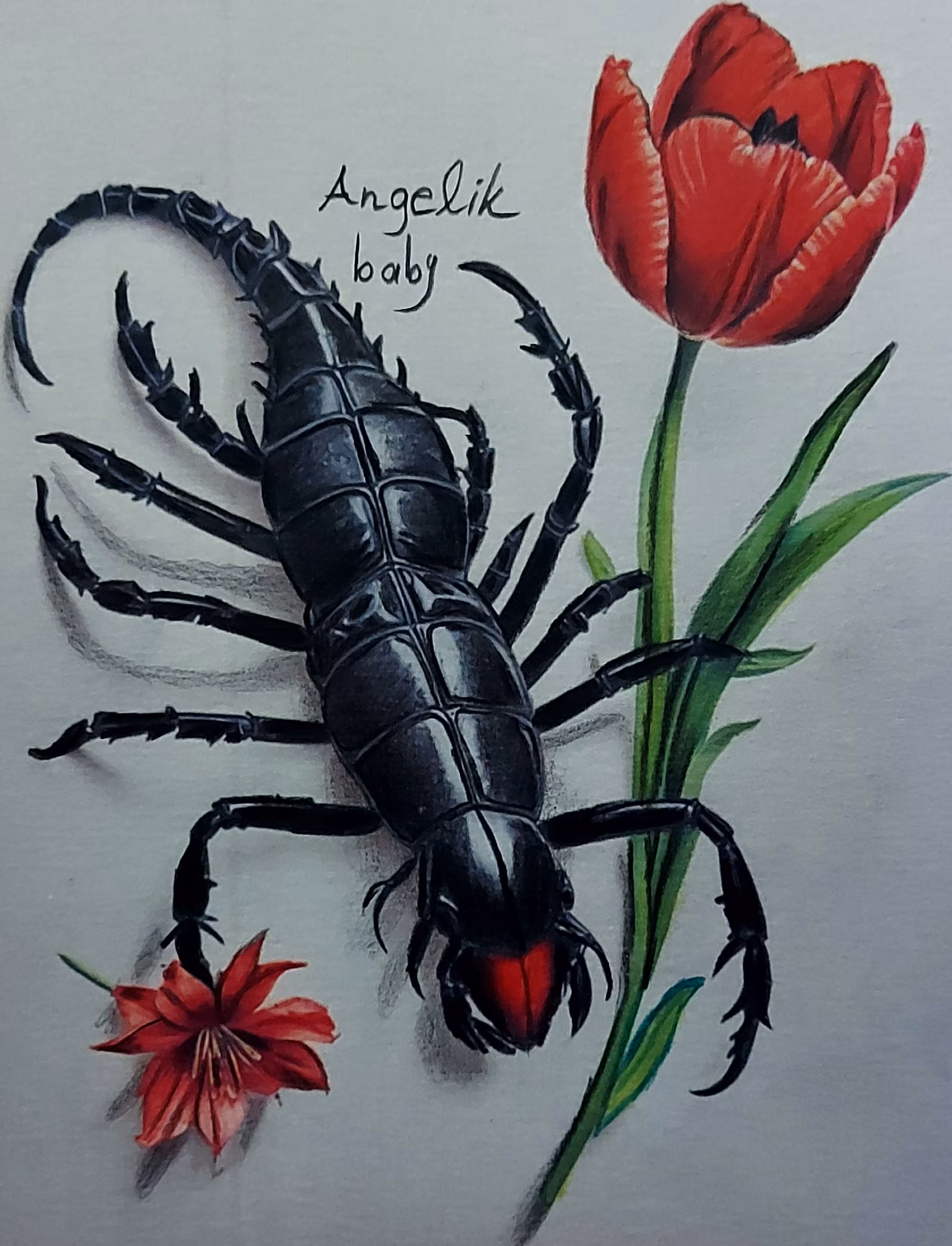 Angelic baby  scorpion 