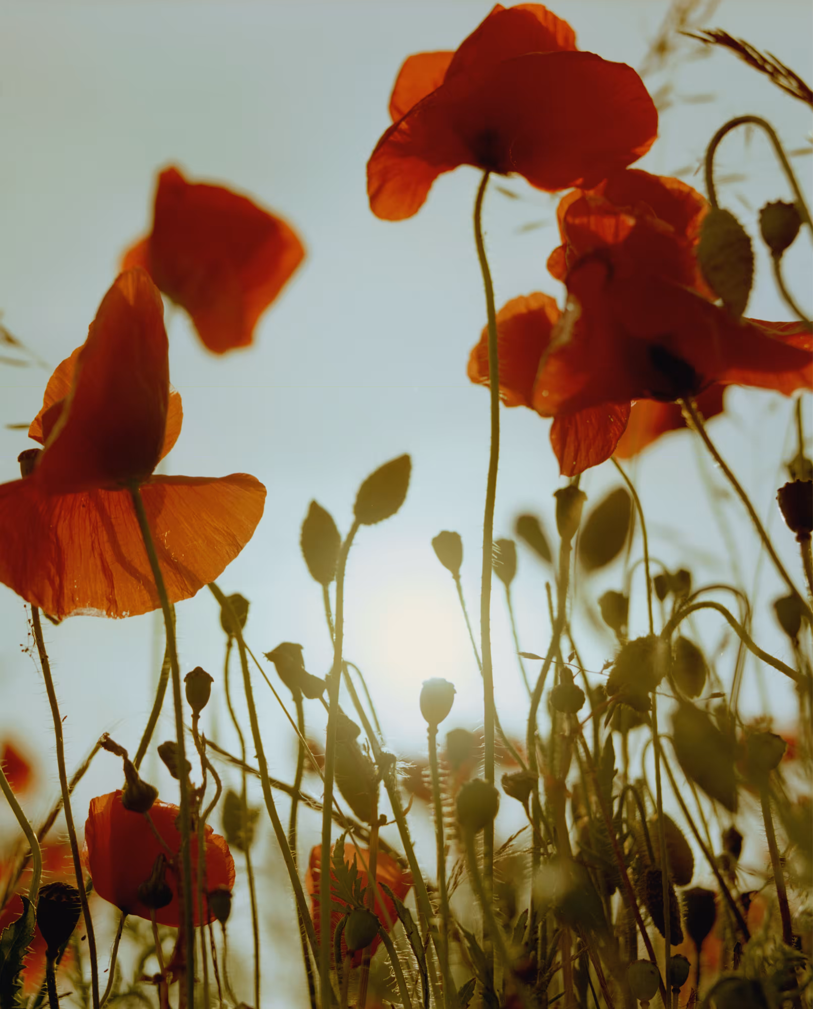 Poppies, Dover