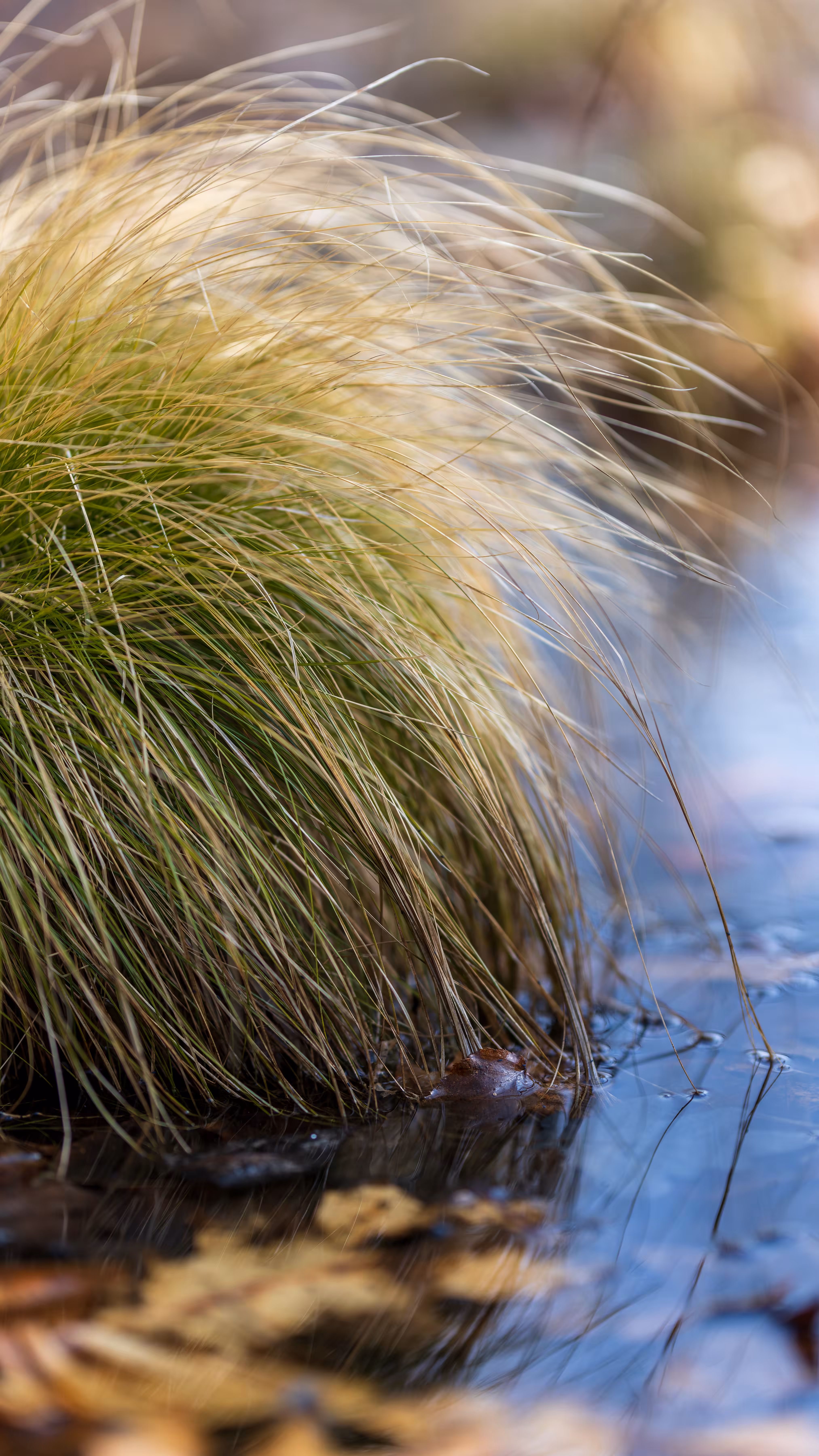 Brome-like Sedge