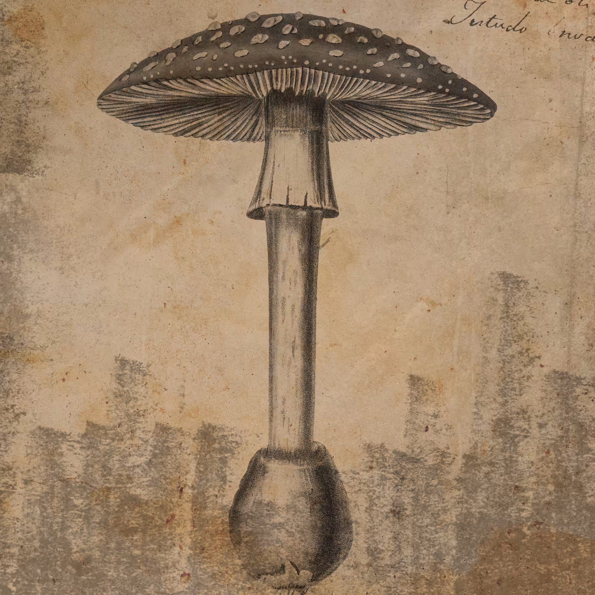 Fungus #3, Amanita Muscaria