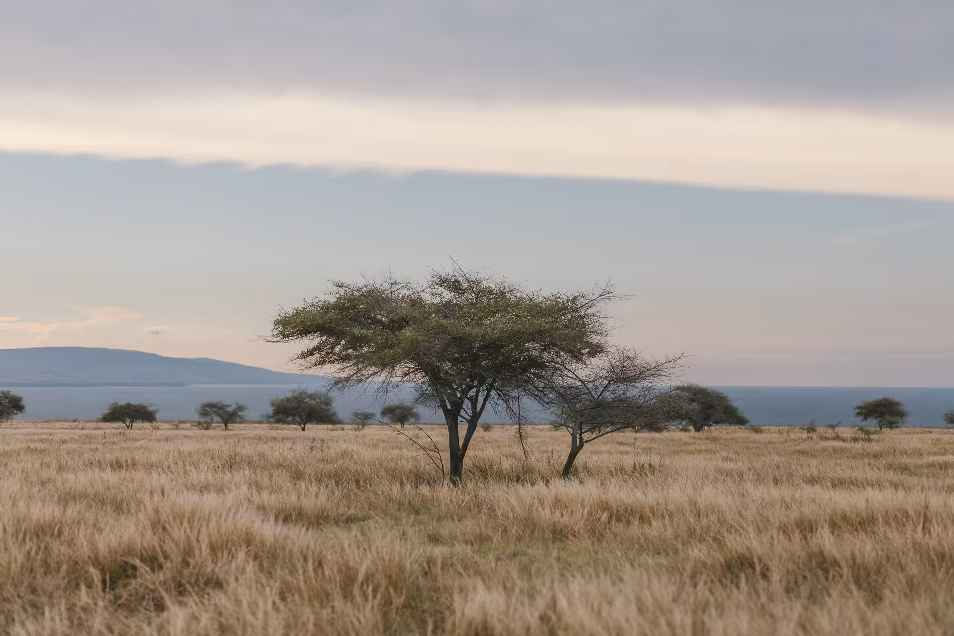 The Trees and The Life #001-Kambera