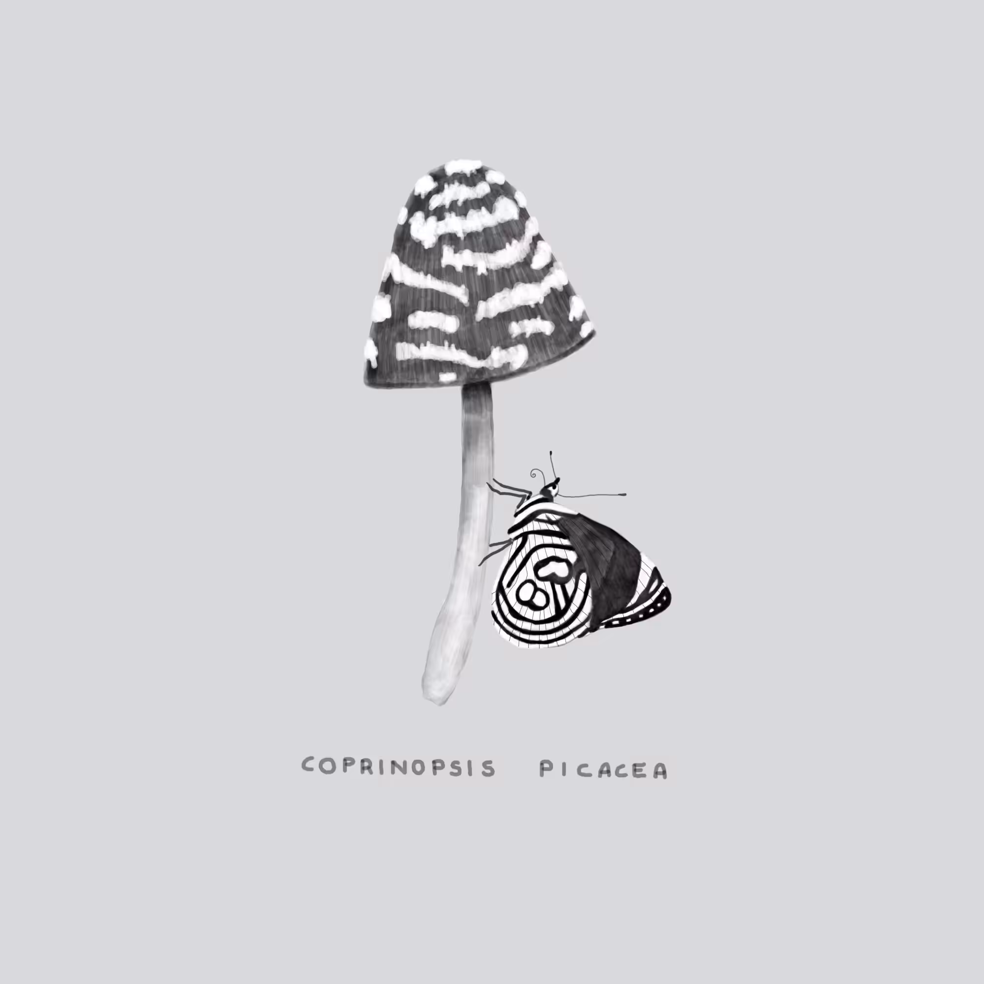 #7 FANCY - Coprinopsis Picacea