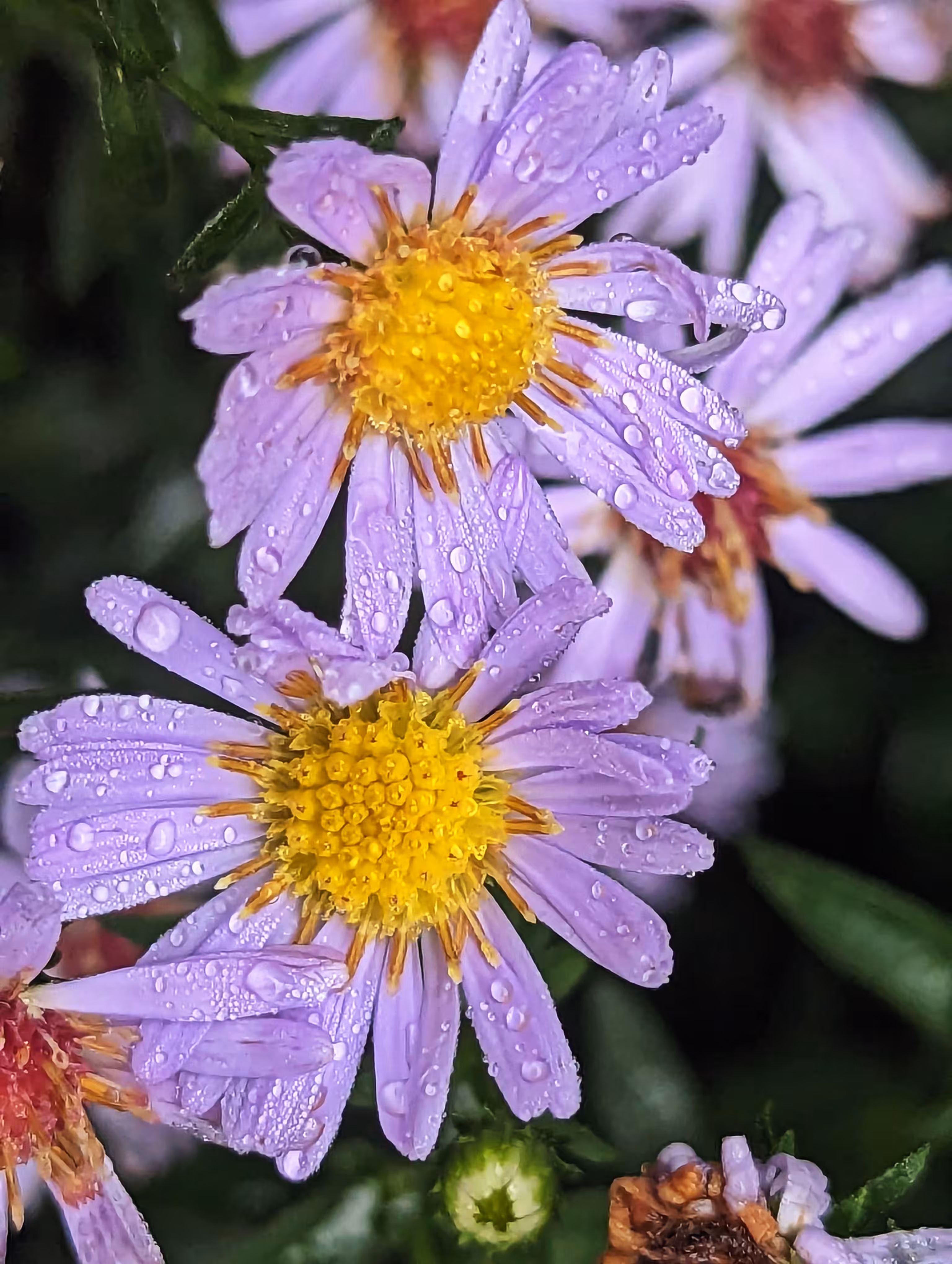 Twin daisies