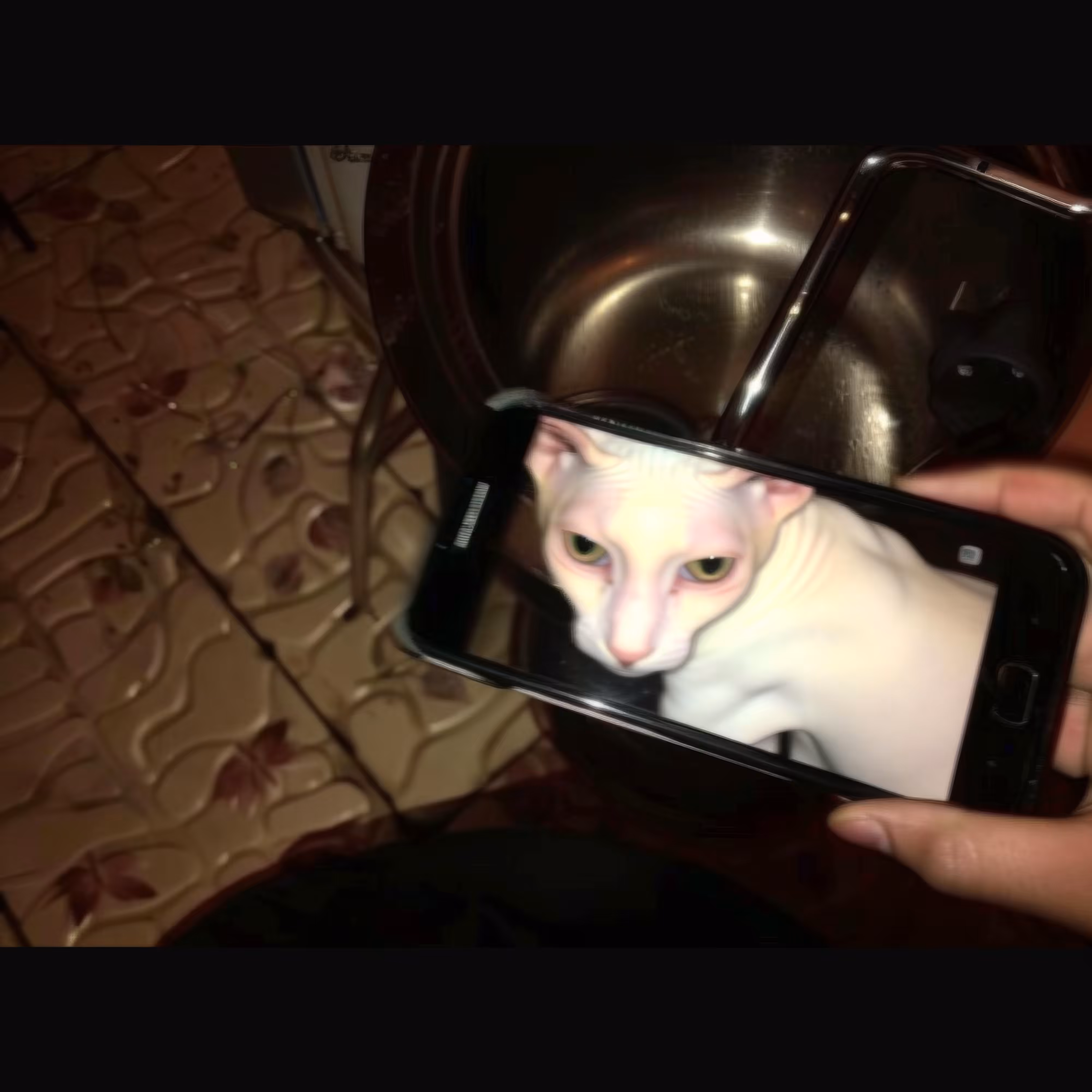 BAD JPEGs: Naked-Snapcat
