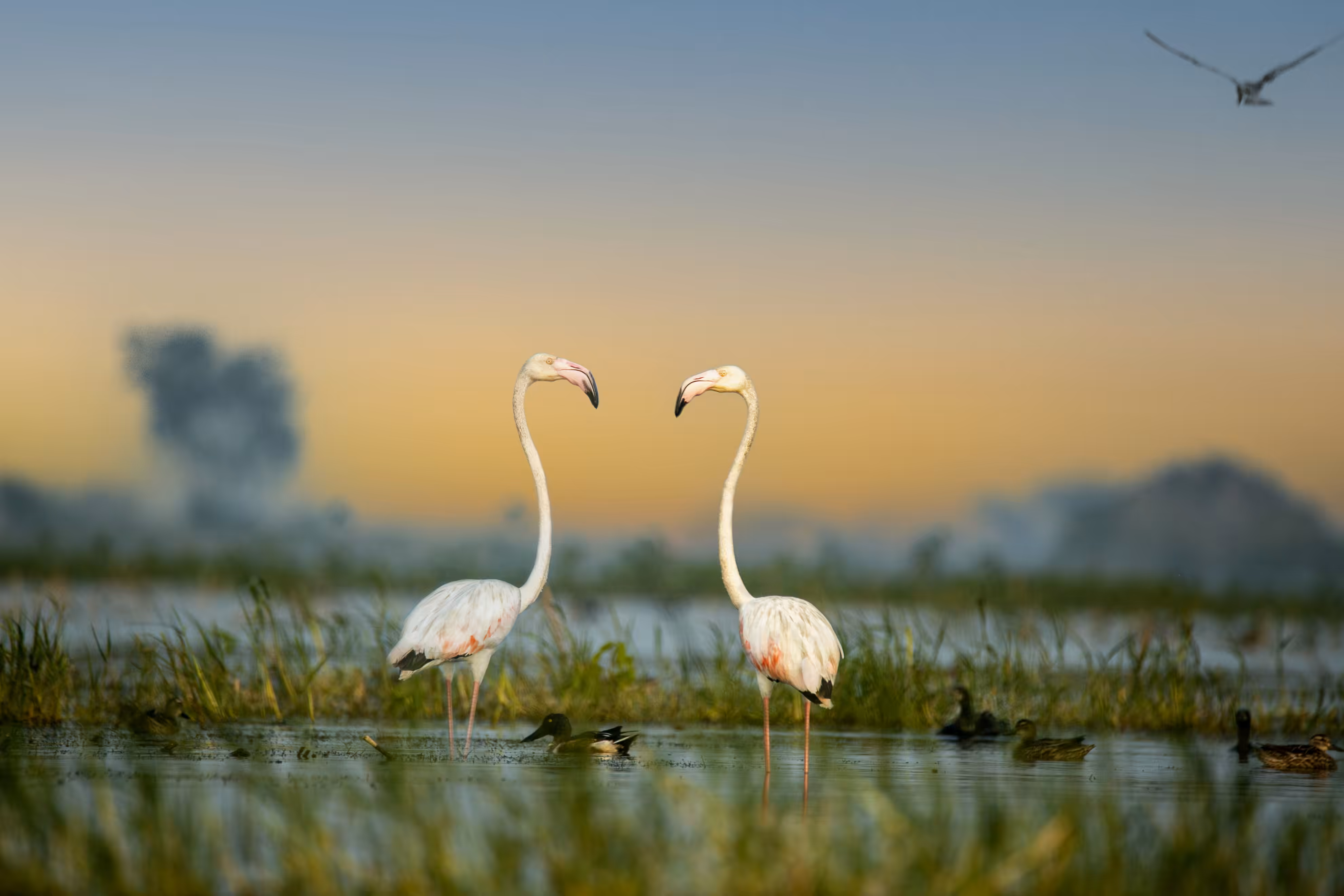 Symmetry in Sunset