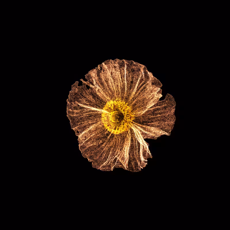 White Poppy 30 #225
