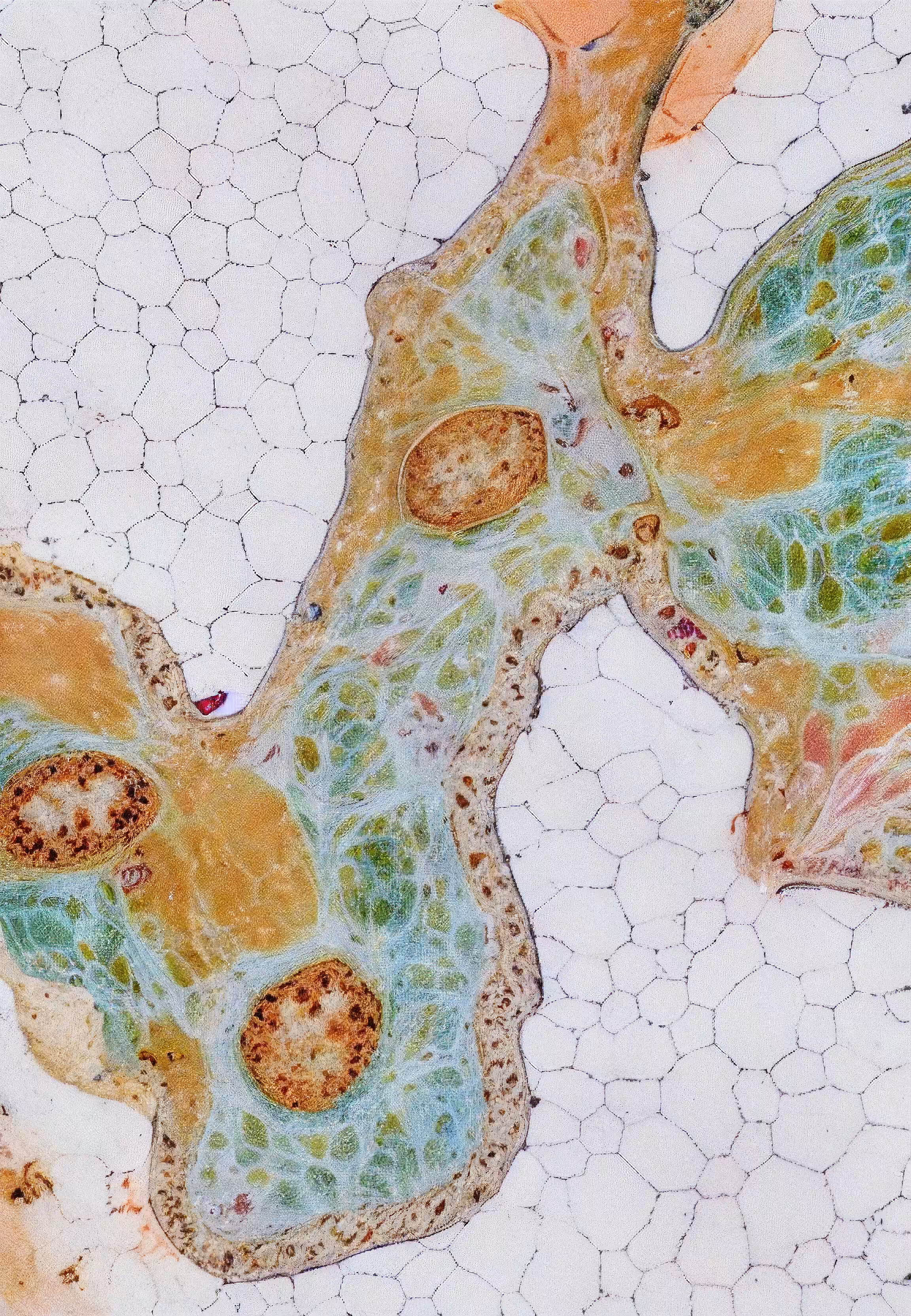 Histologia In Silico #187