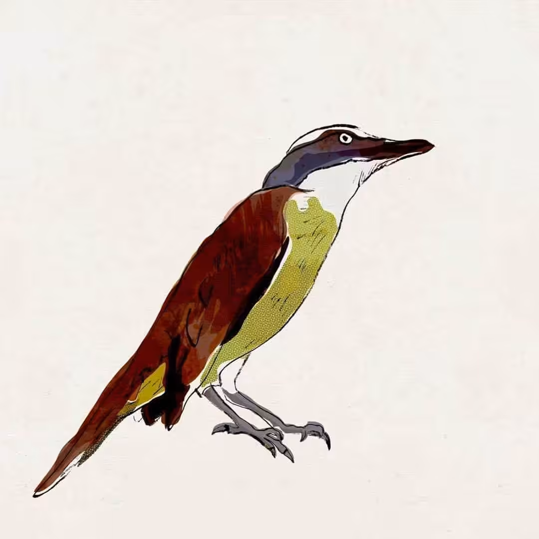 Benteveo