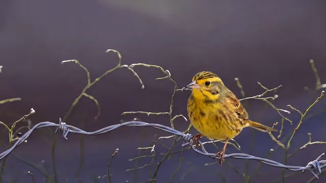 Birds Observations: John, The Last Light
