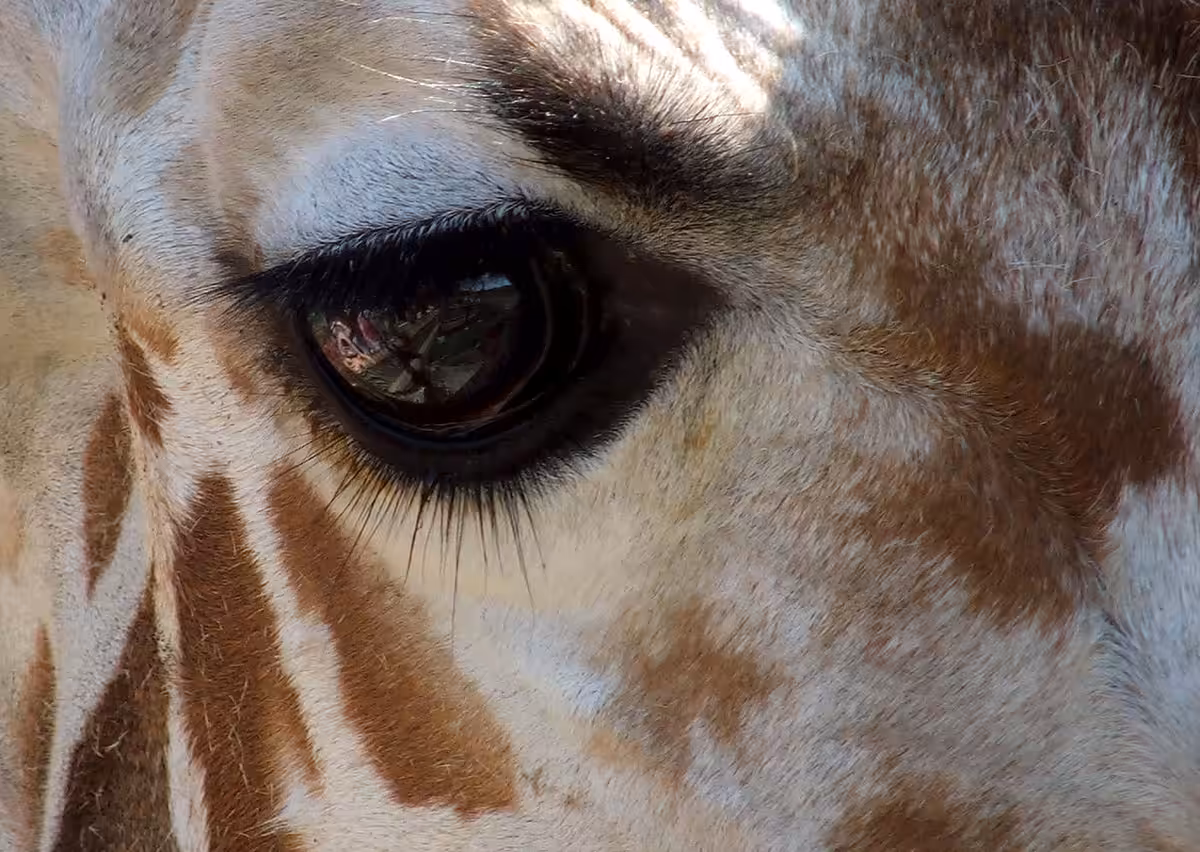 Reticulated Giraffe