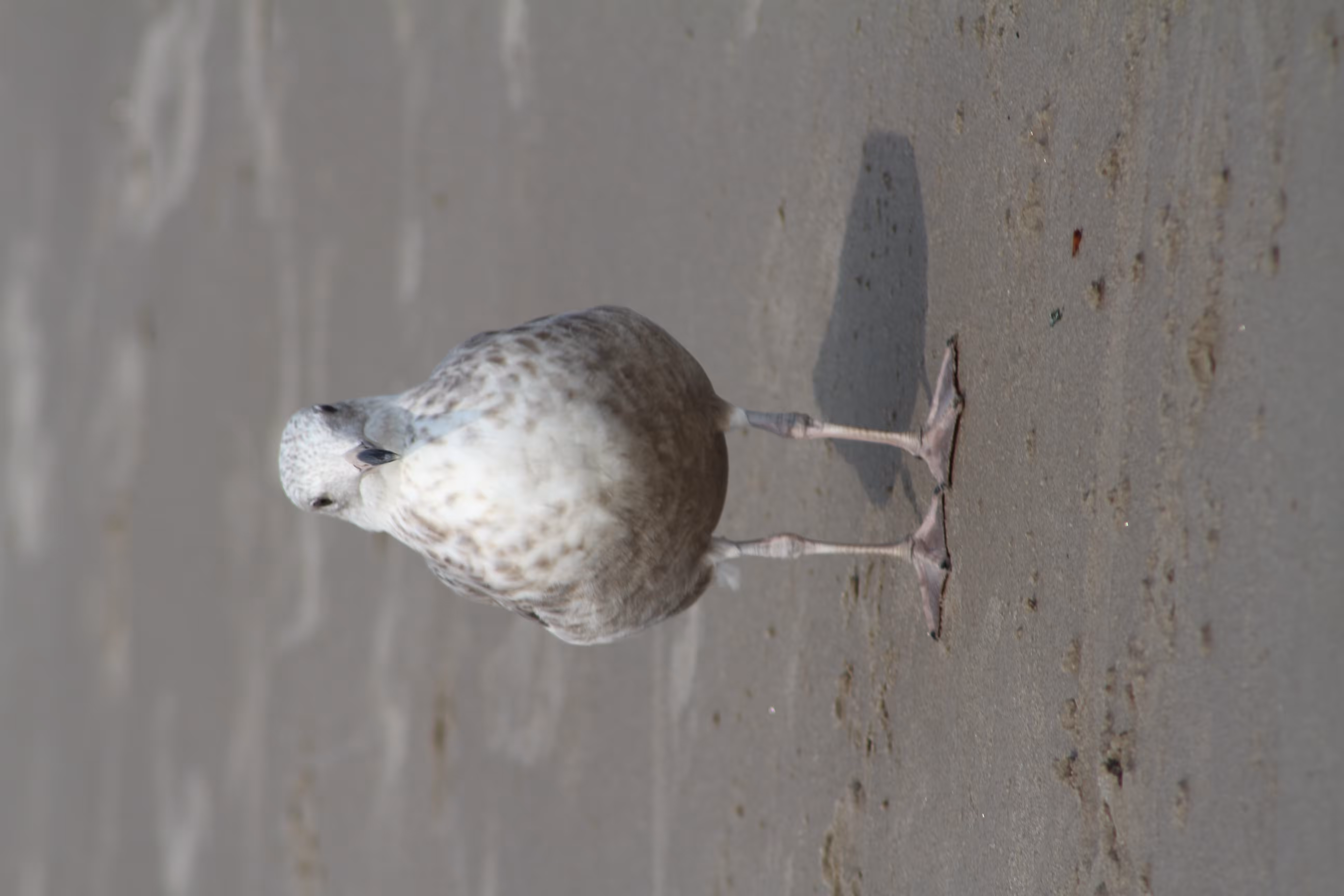 SEAGULL BEACH DAY