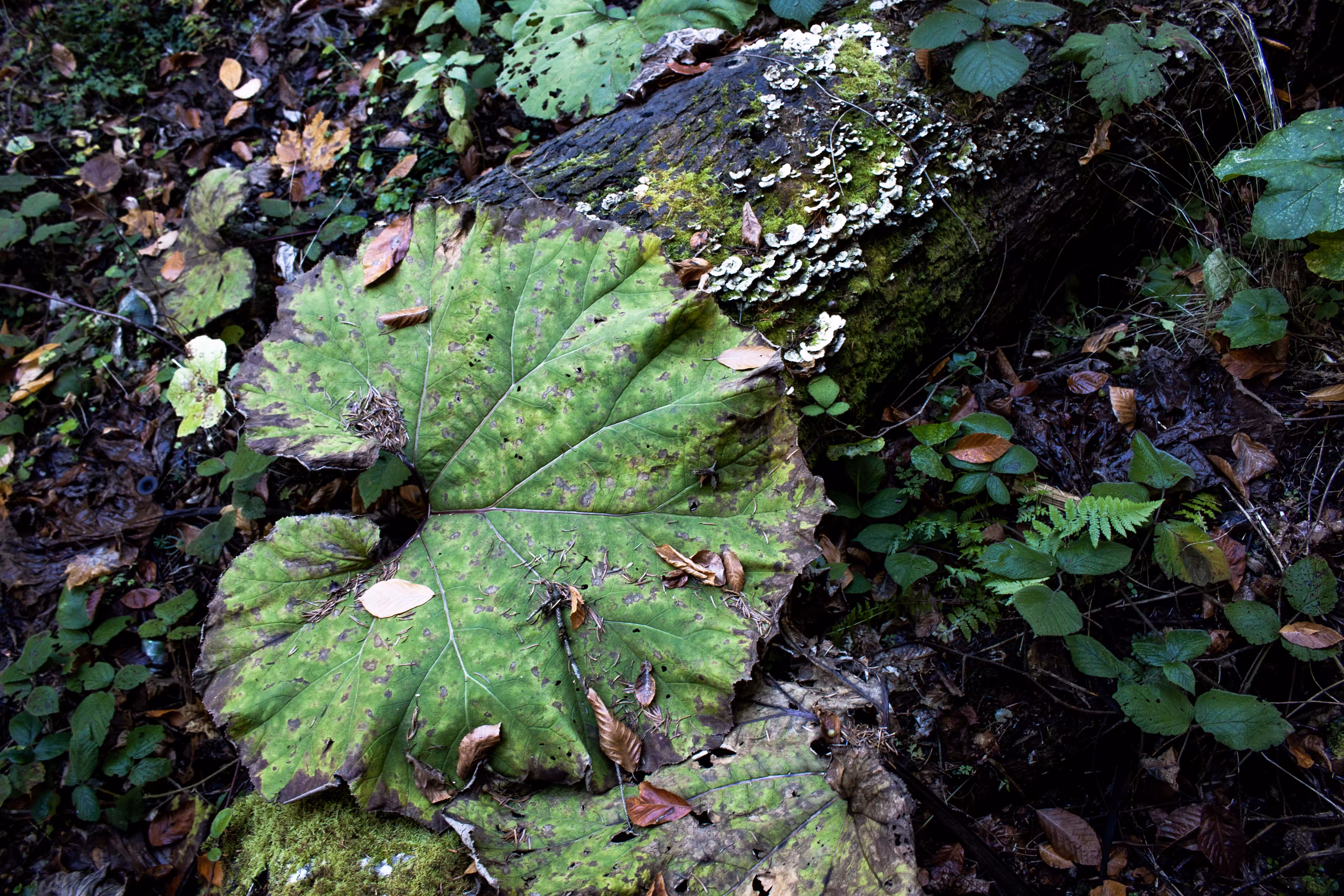 Petasites Majesty