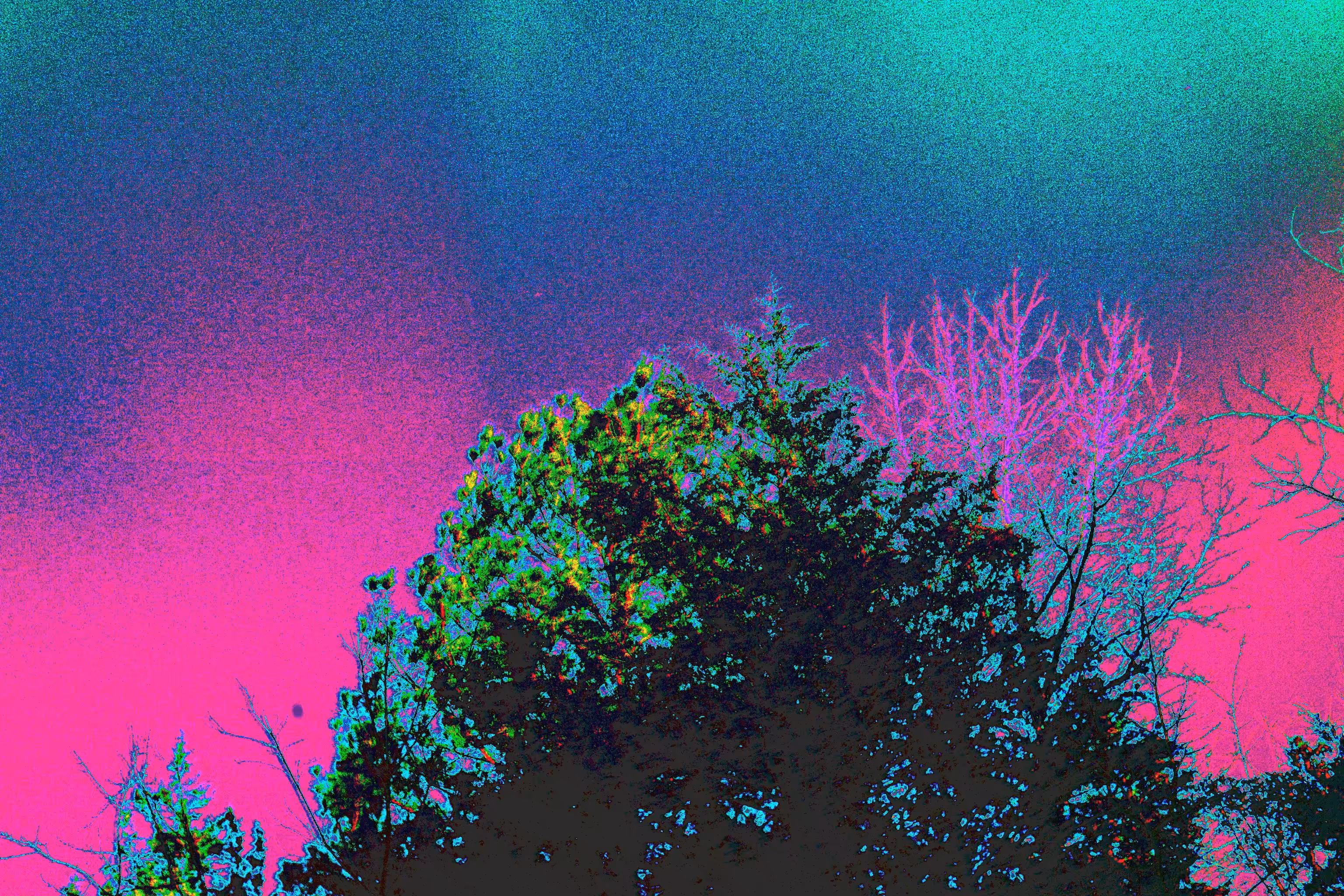 C:\ROOT\FOREST