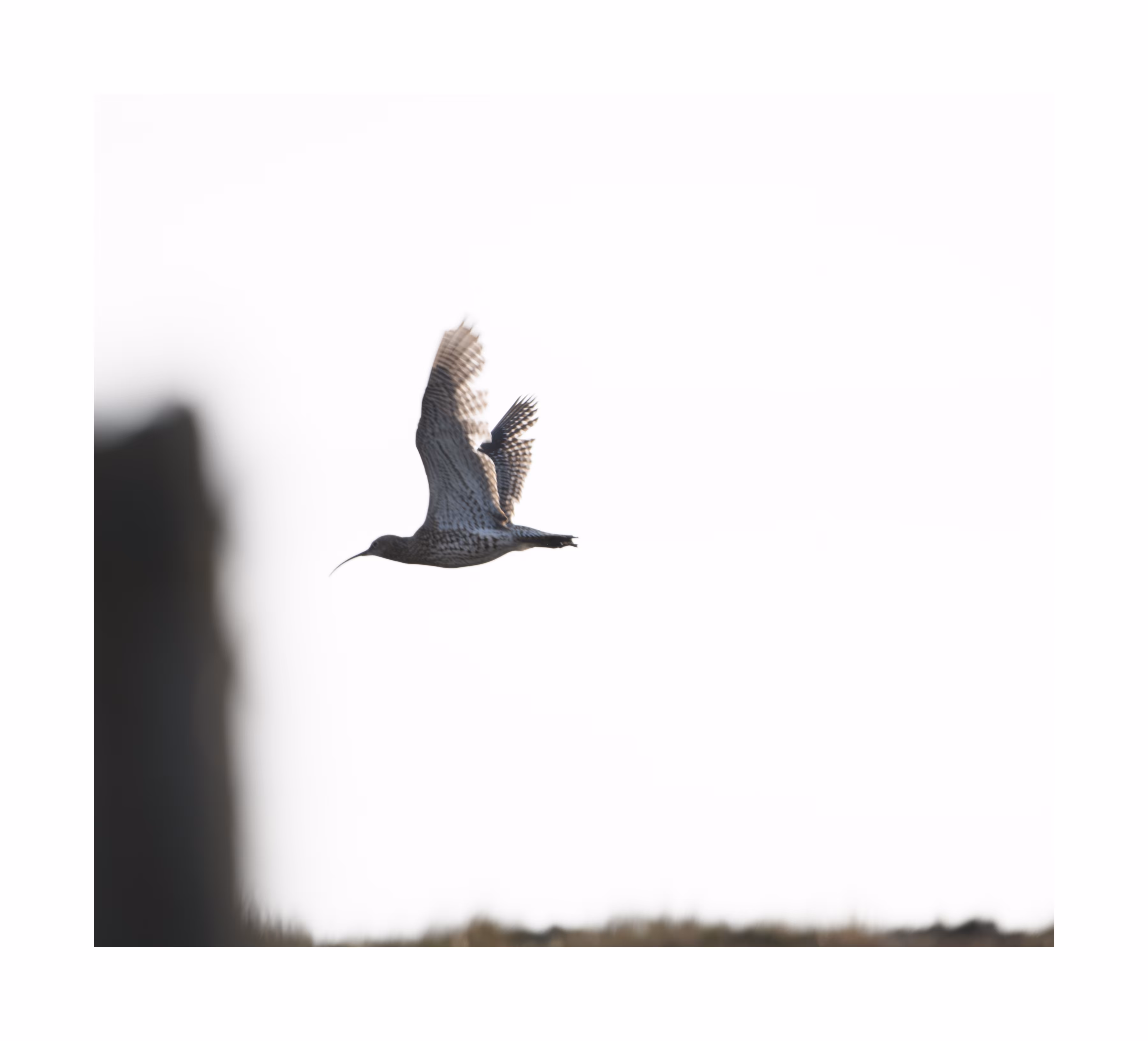 CURLEW