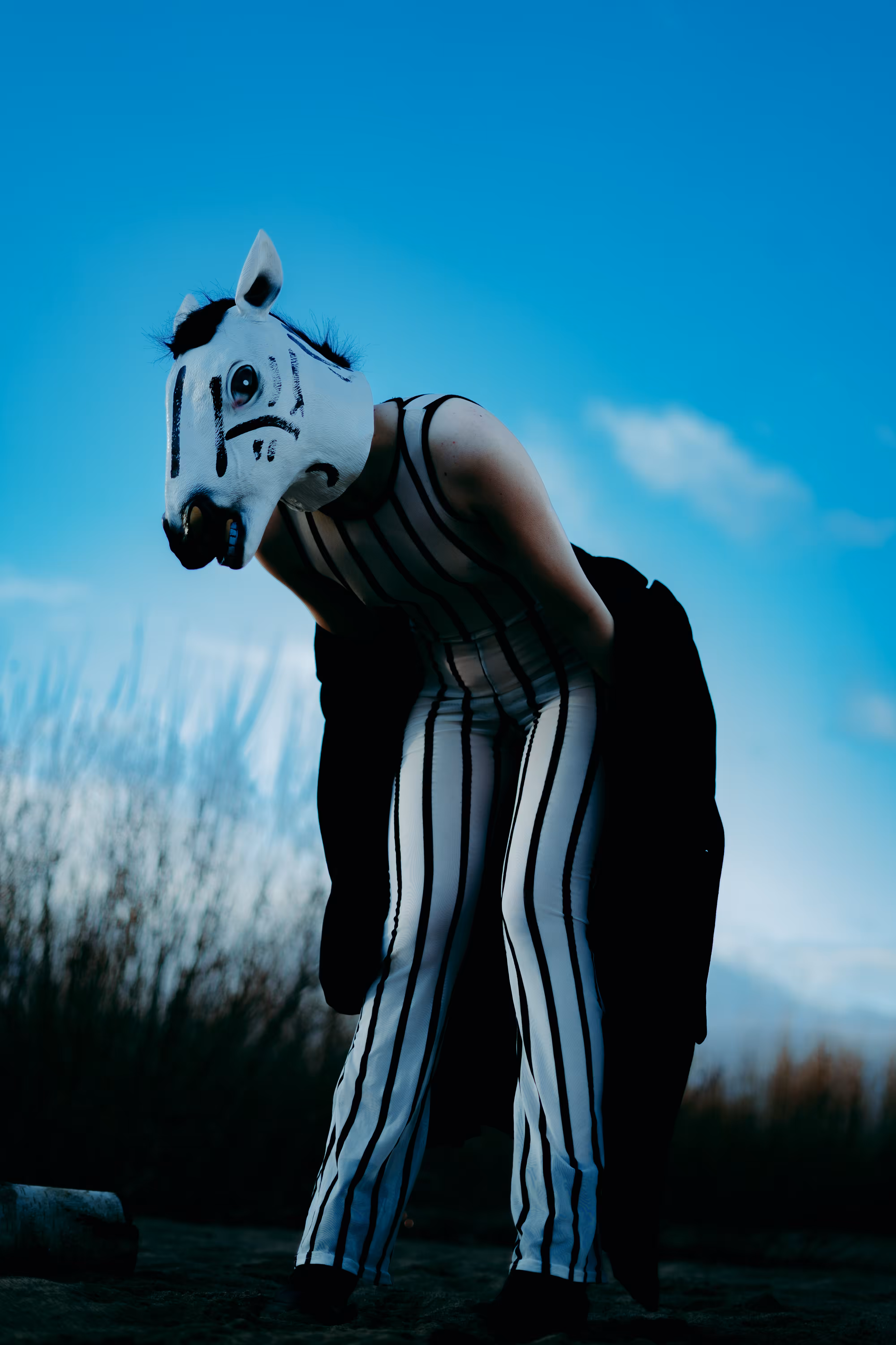 zebra2