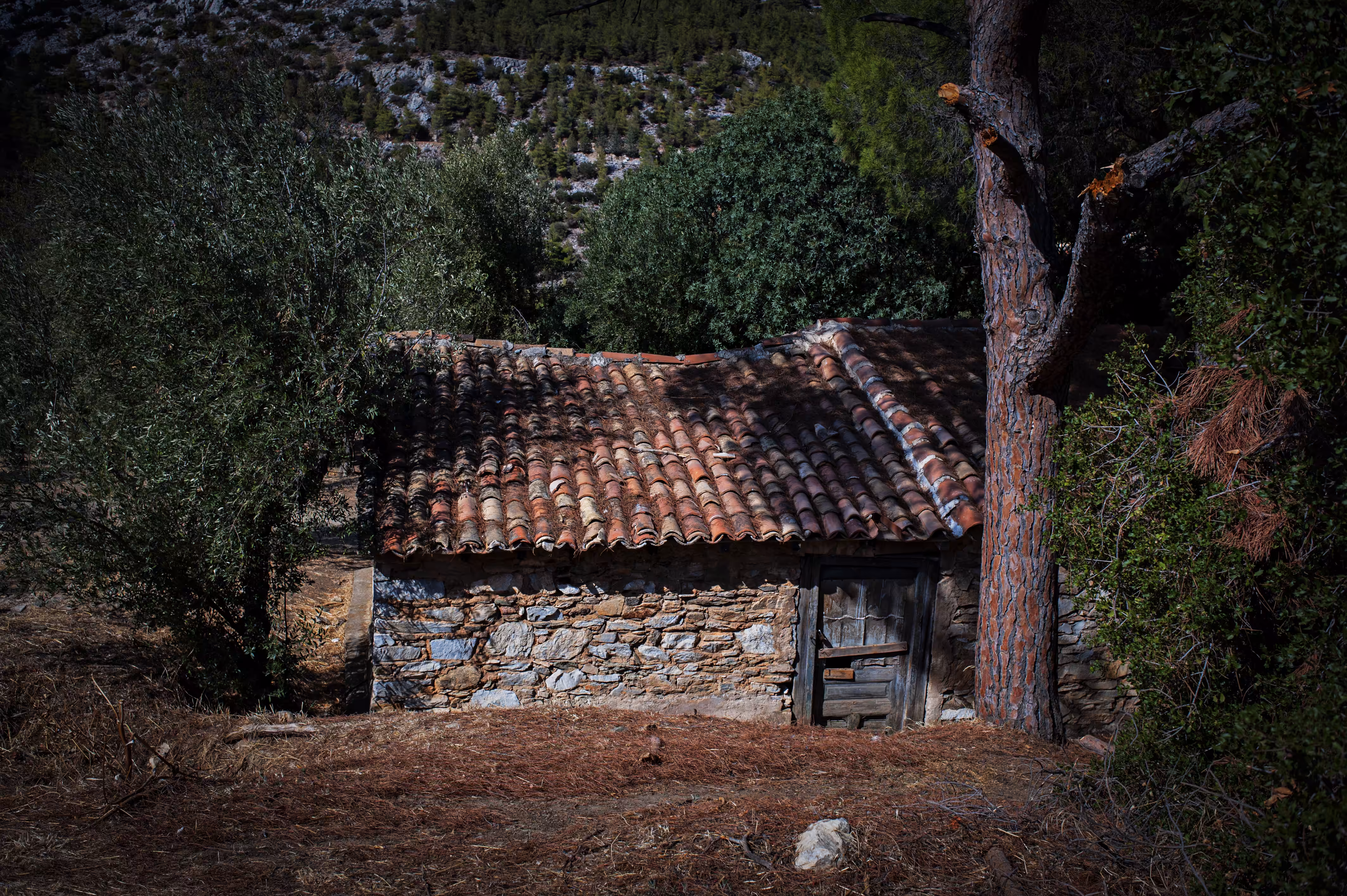 The Hill House
