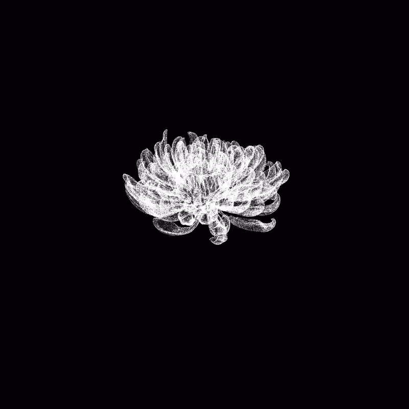 Chrysanthemum Morifolium 30 #71