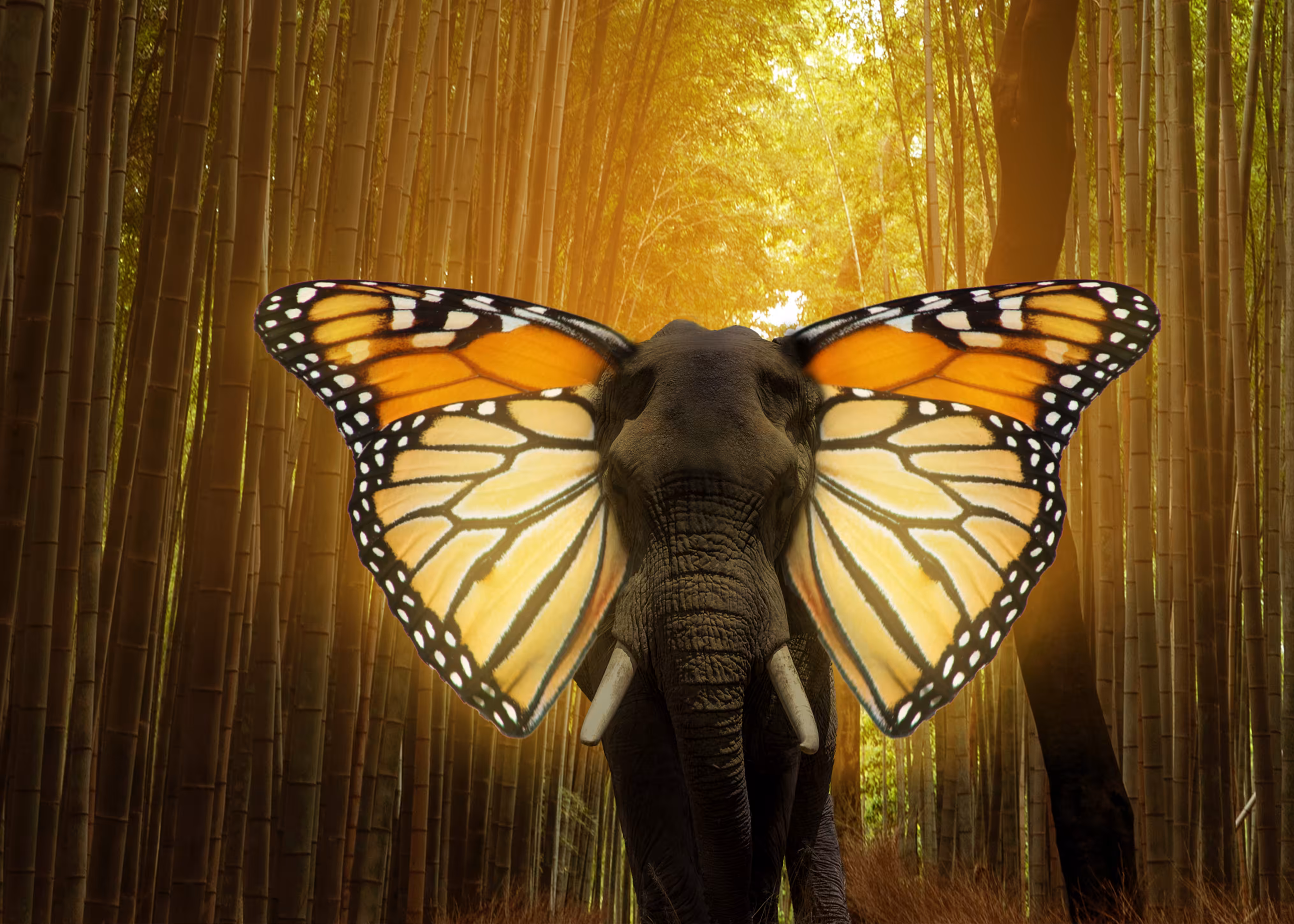 Butterphant