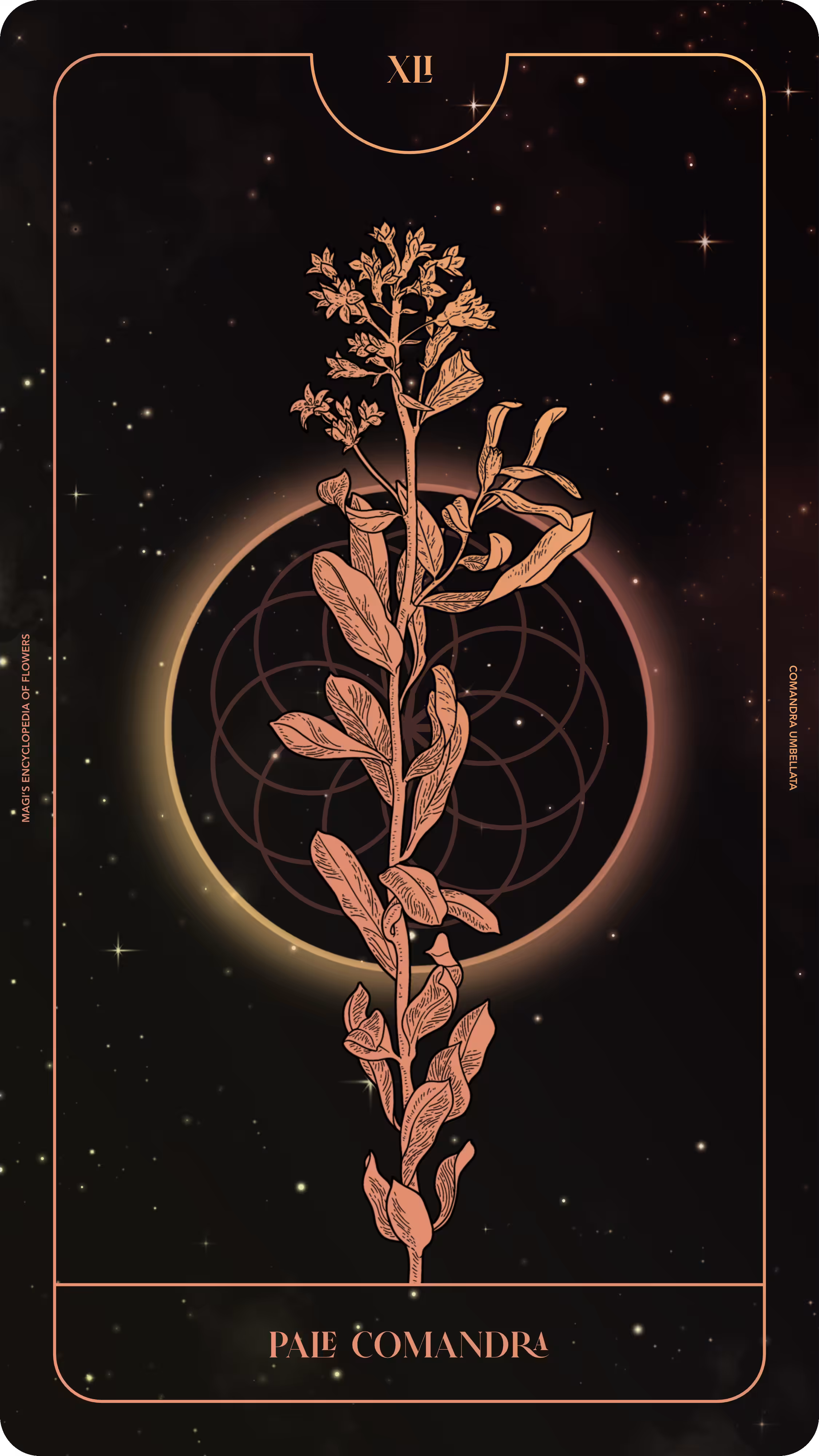 041 Pale Comandra