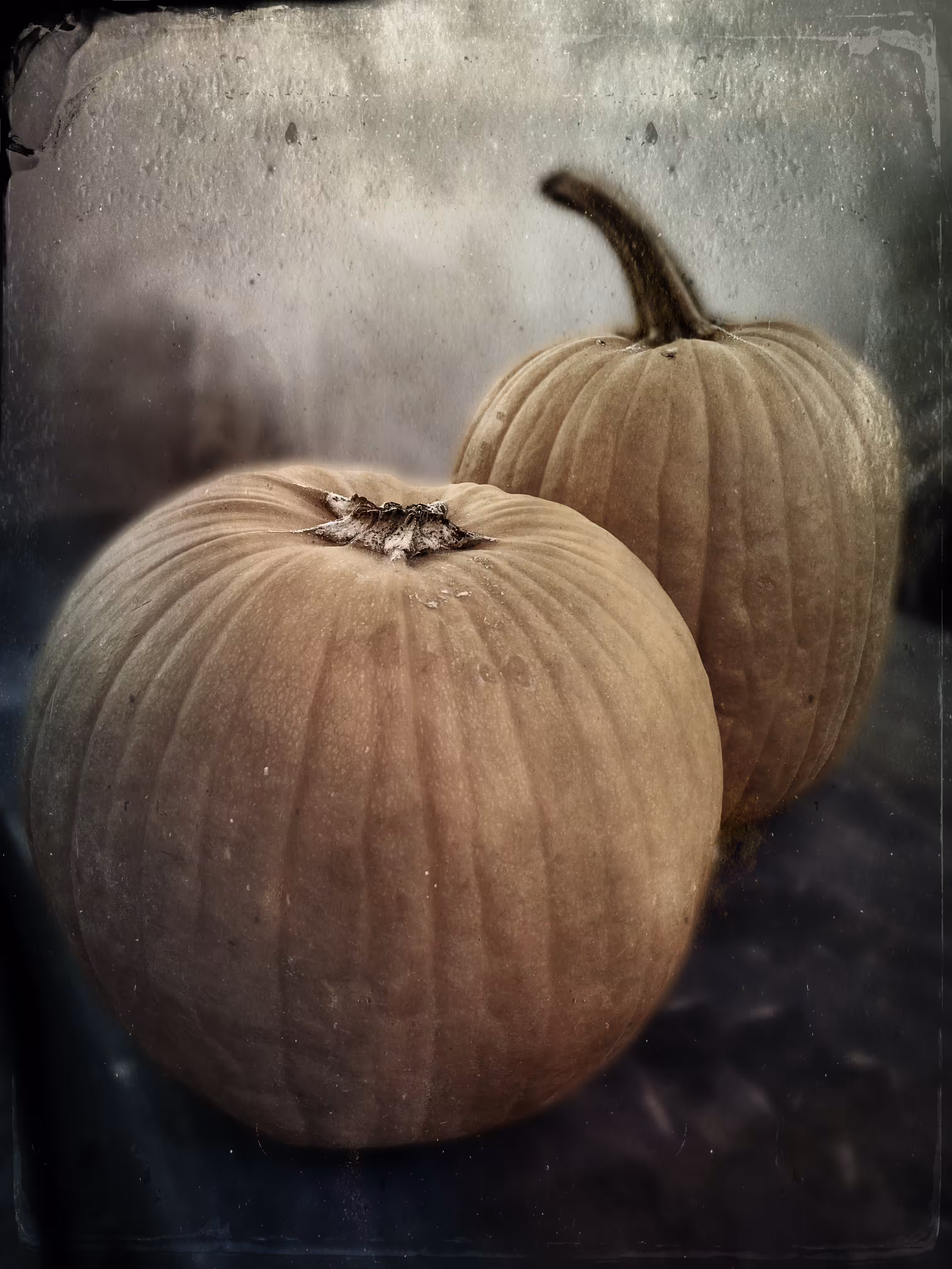 🎃 Pumpkins 🎃 