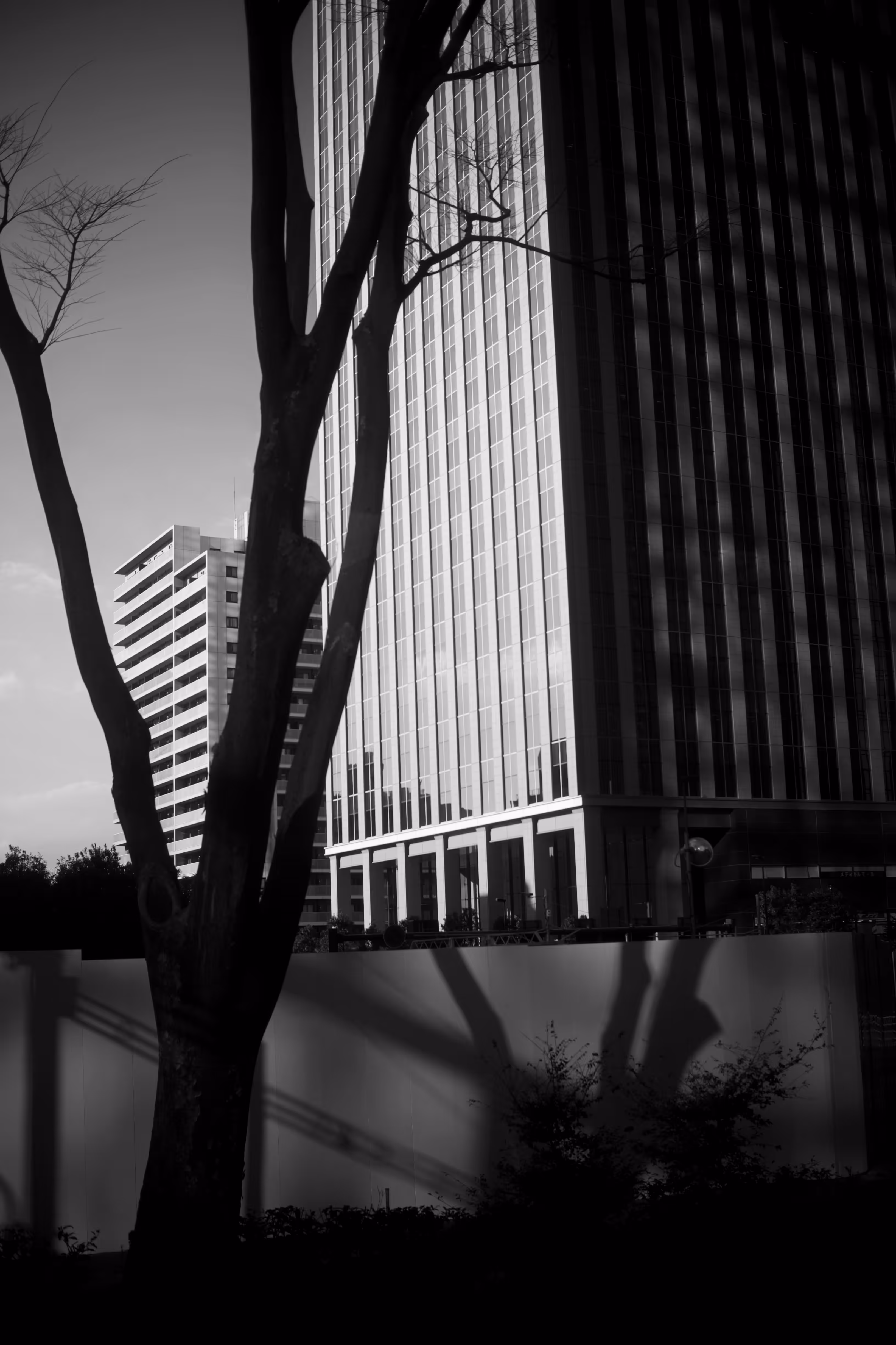 tree in town-1