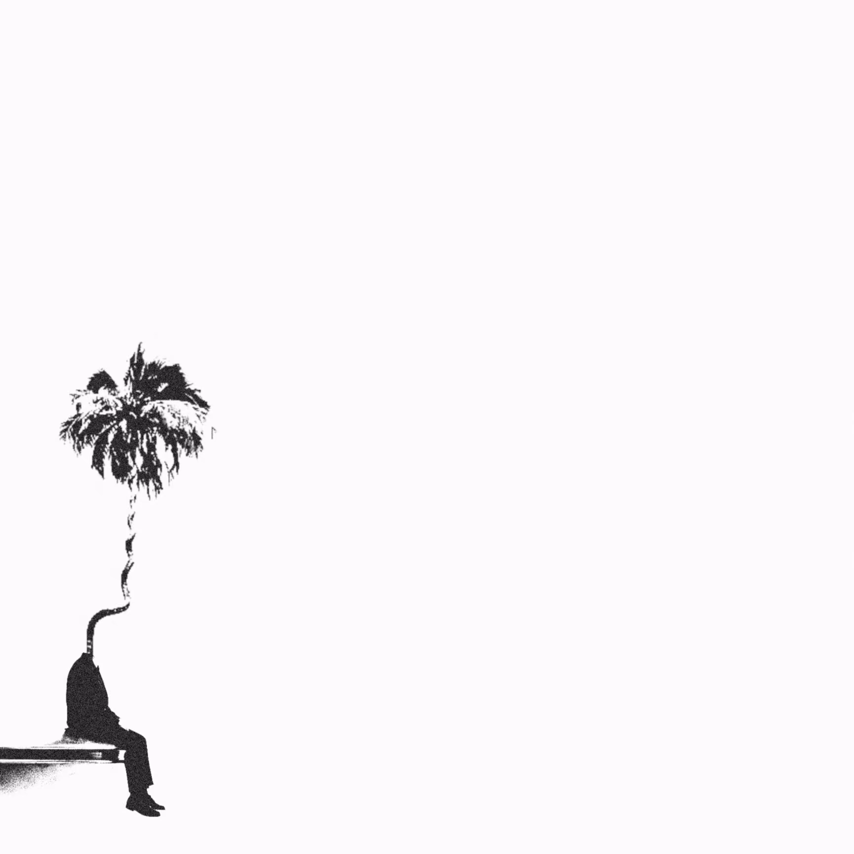 Palm Dreamer
