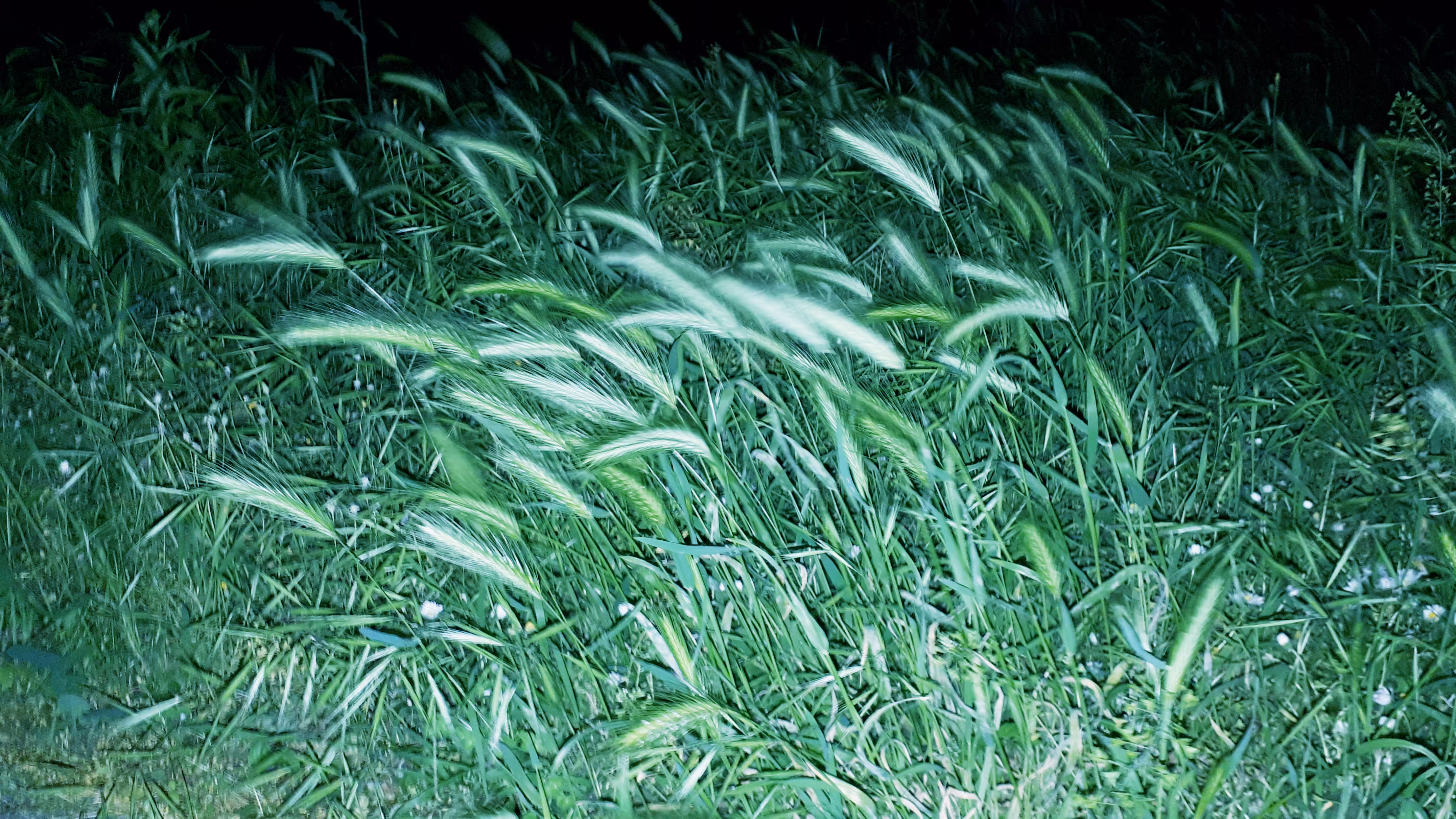 hordeum murinum