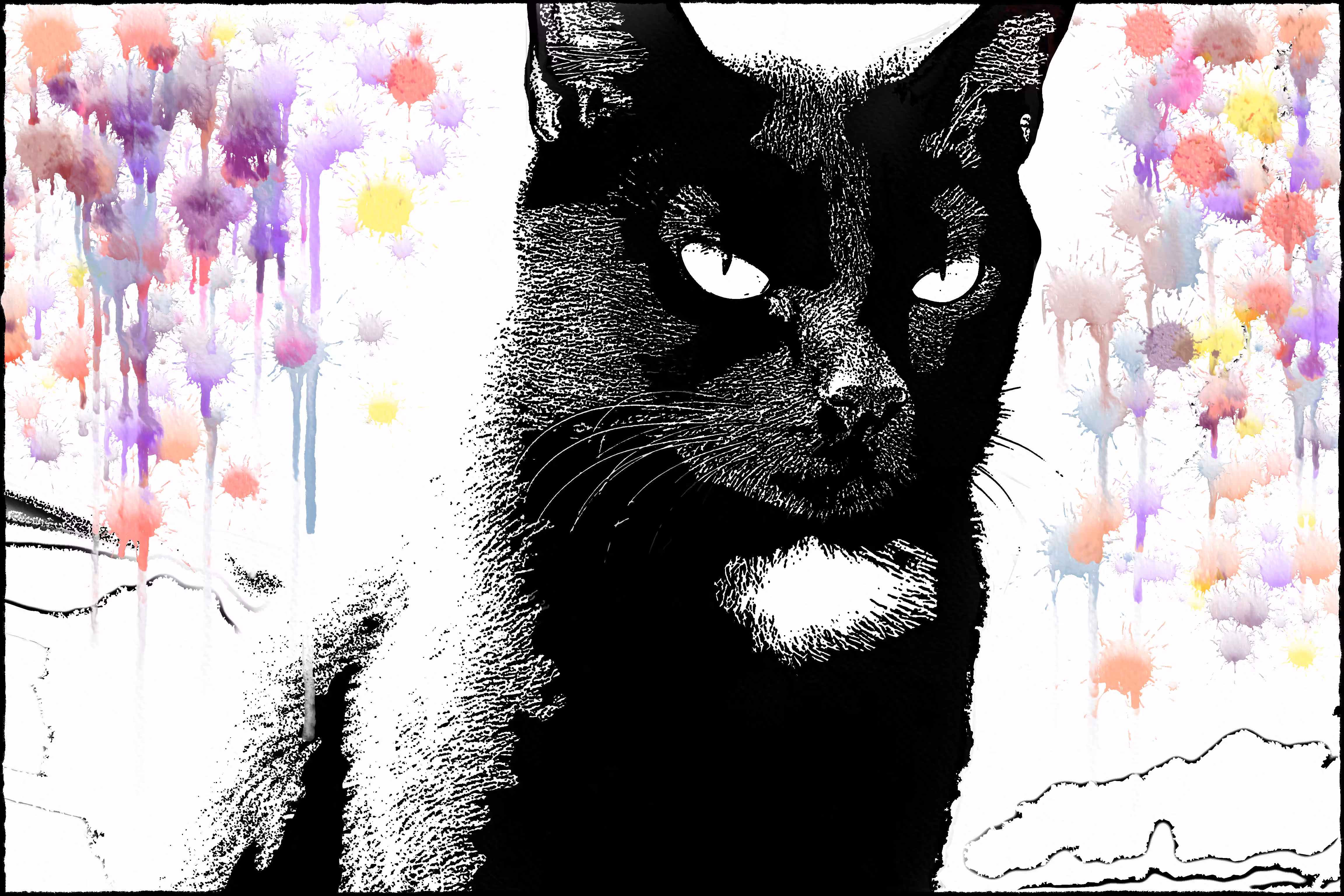 The Colorful Black Cat