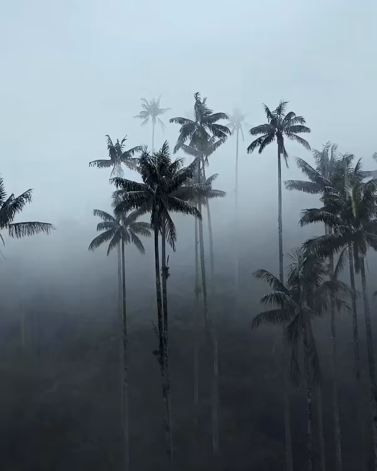 DREAM WORLD VIII