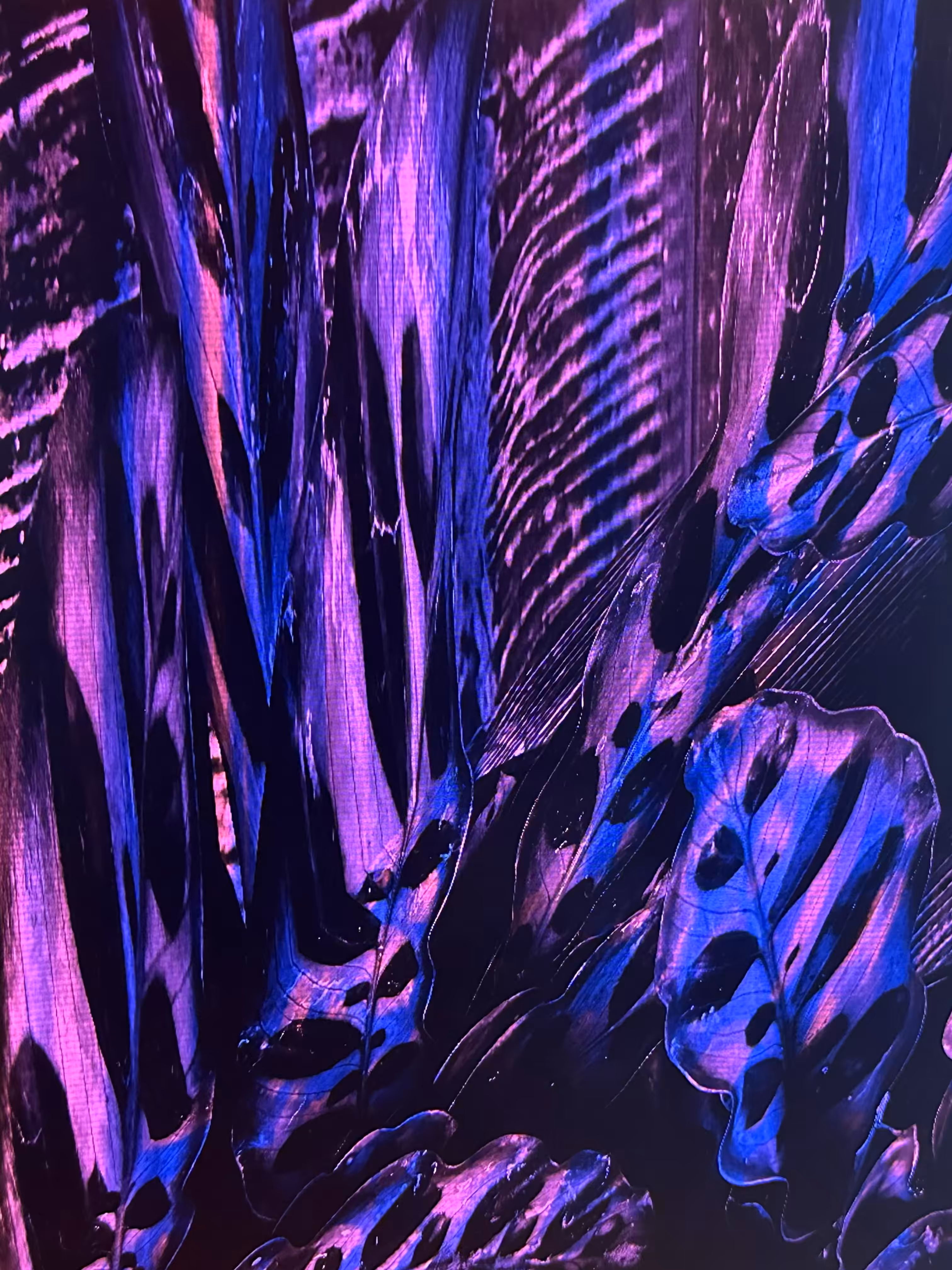 LOWREZ096