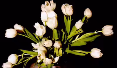 FlowMorph