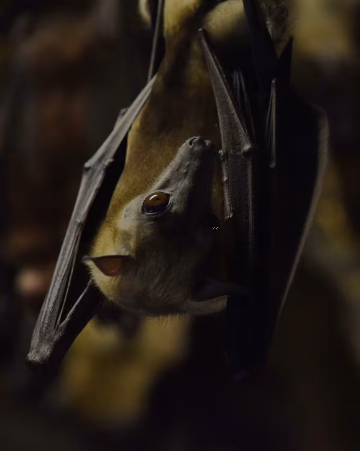 African Straw Colored Fruit Bat