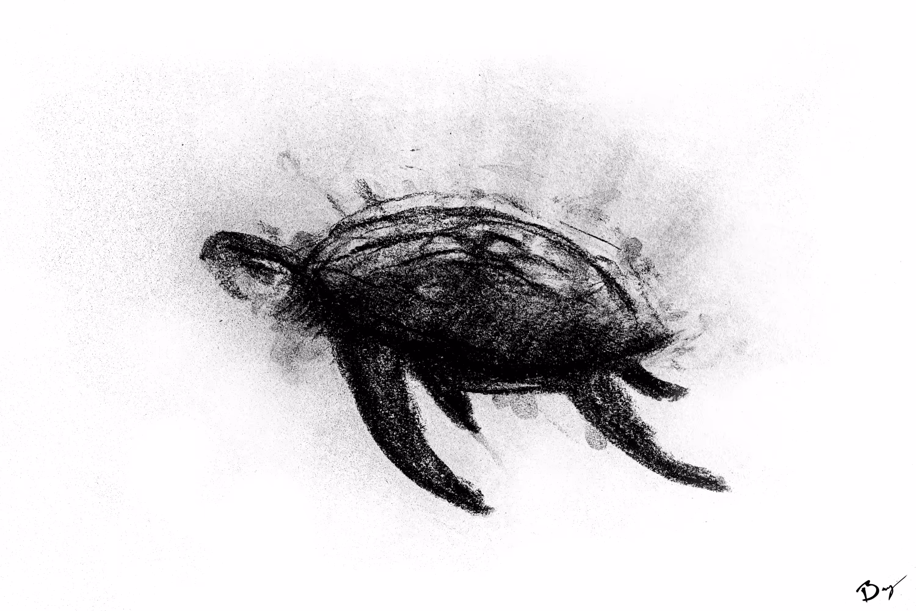 Turtle