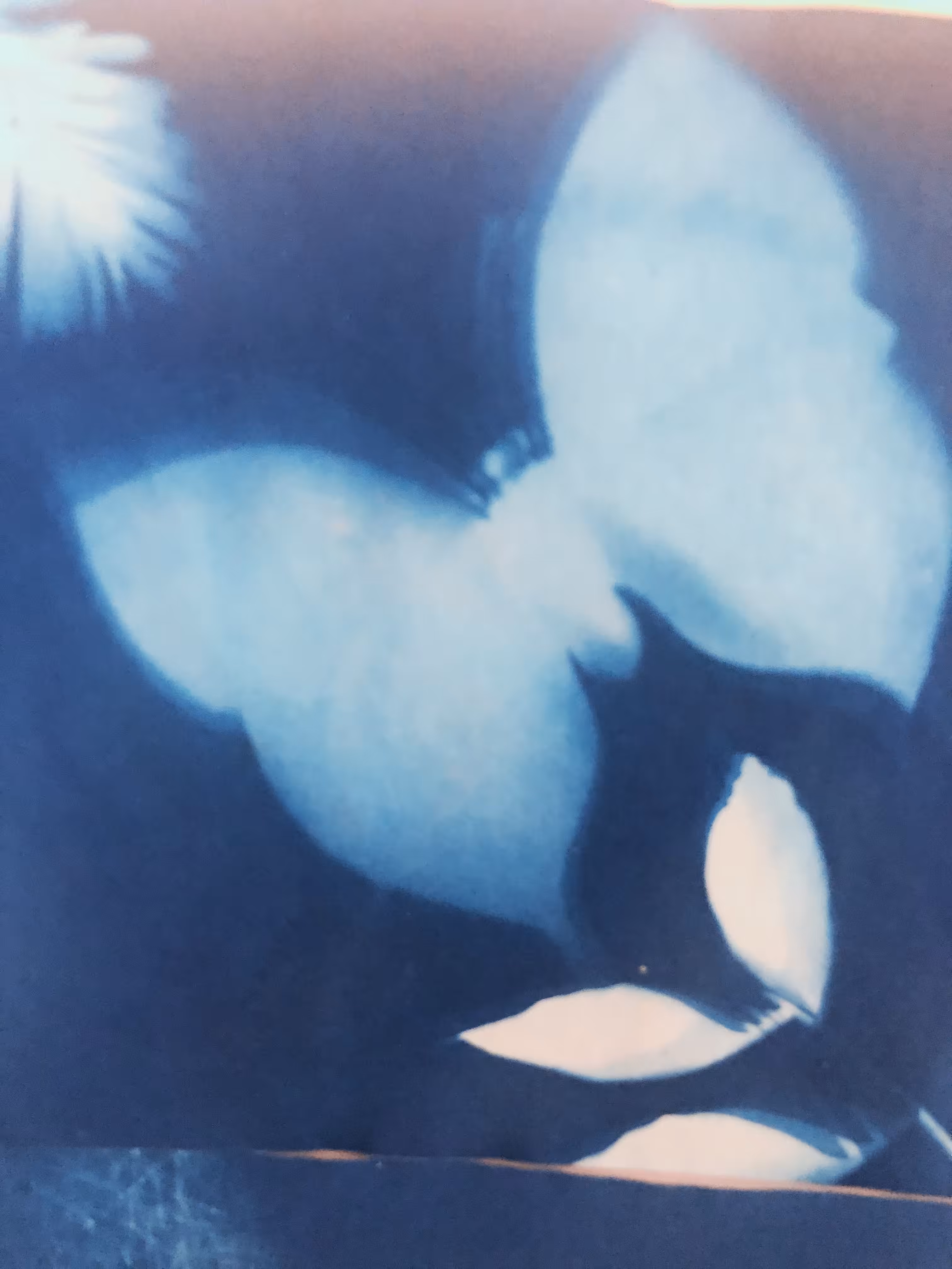 sun print butterfly