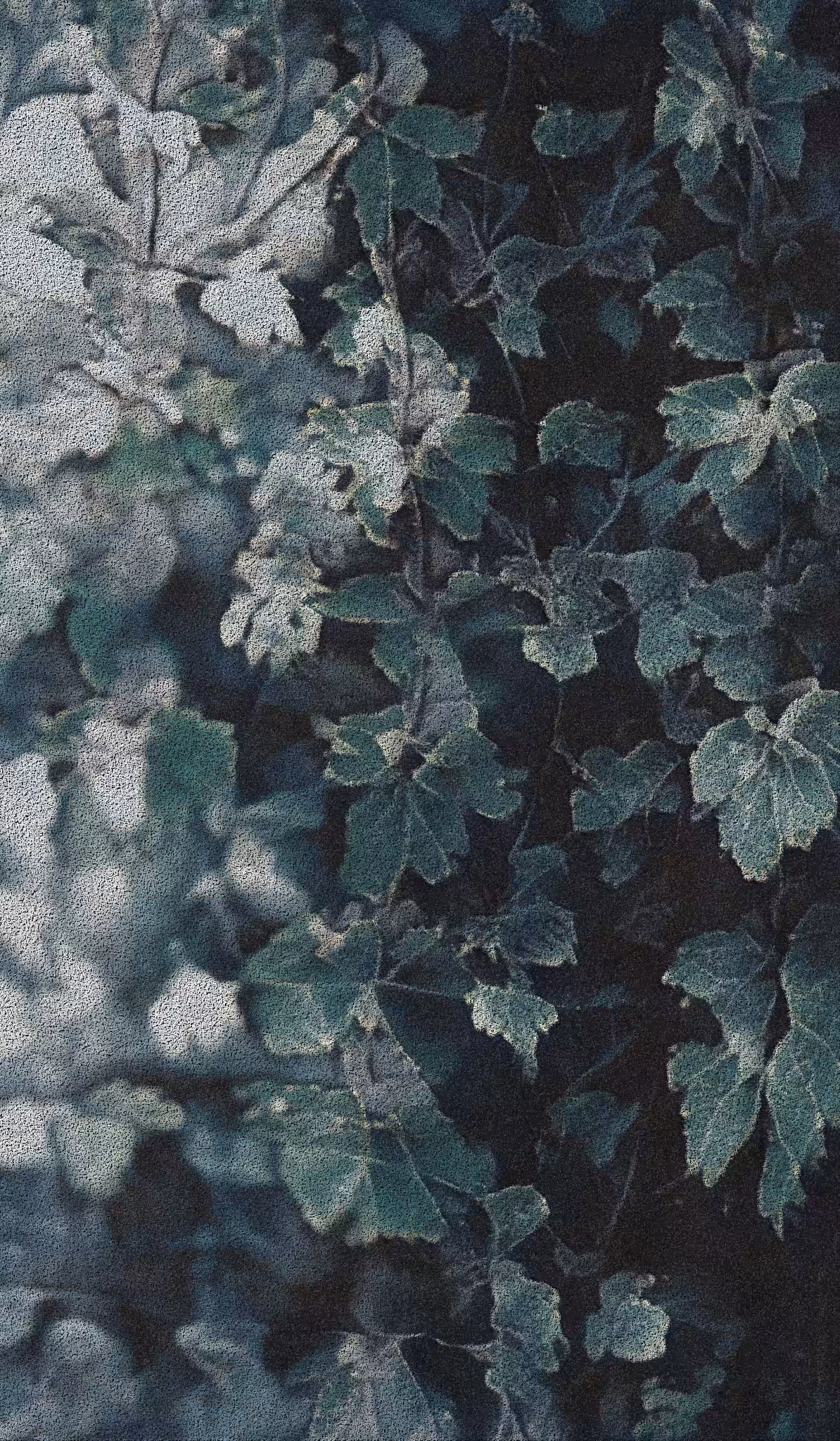 APPARATUS-VITIS: Apparatus Vitis #27