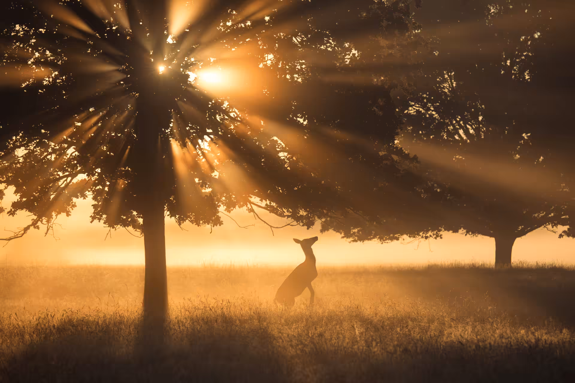 WildLight #21 - Rise