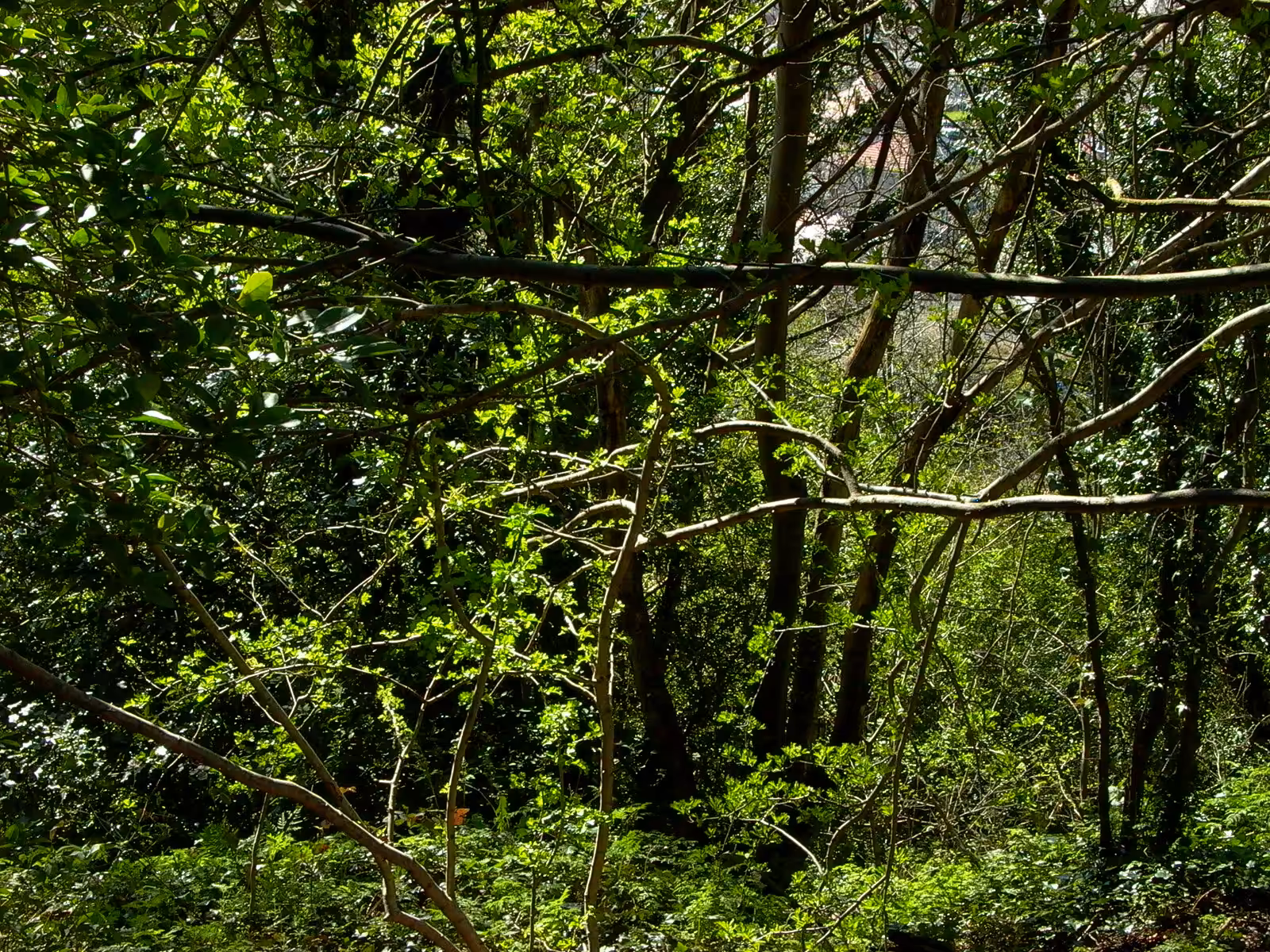 Green Leaves 