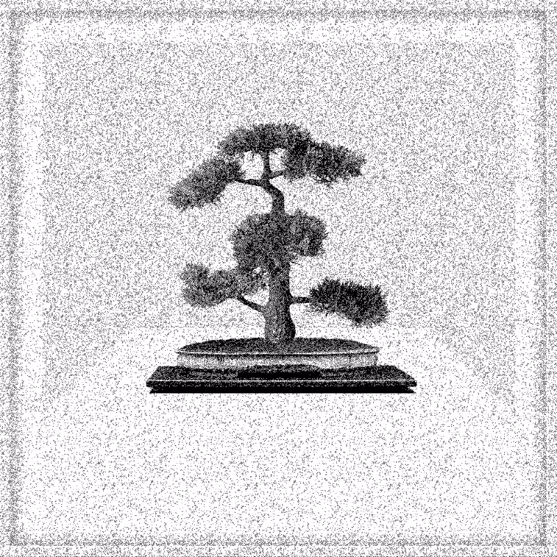 Bonsai Bonanza #202