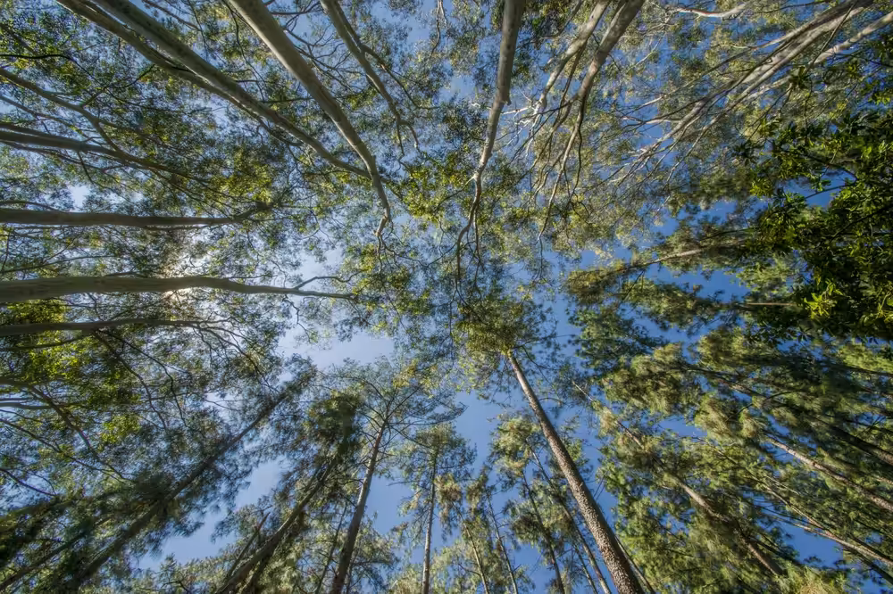 Looking up to Green