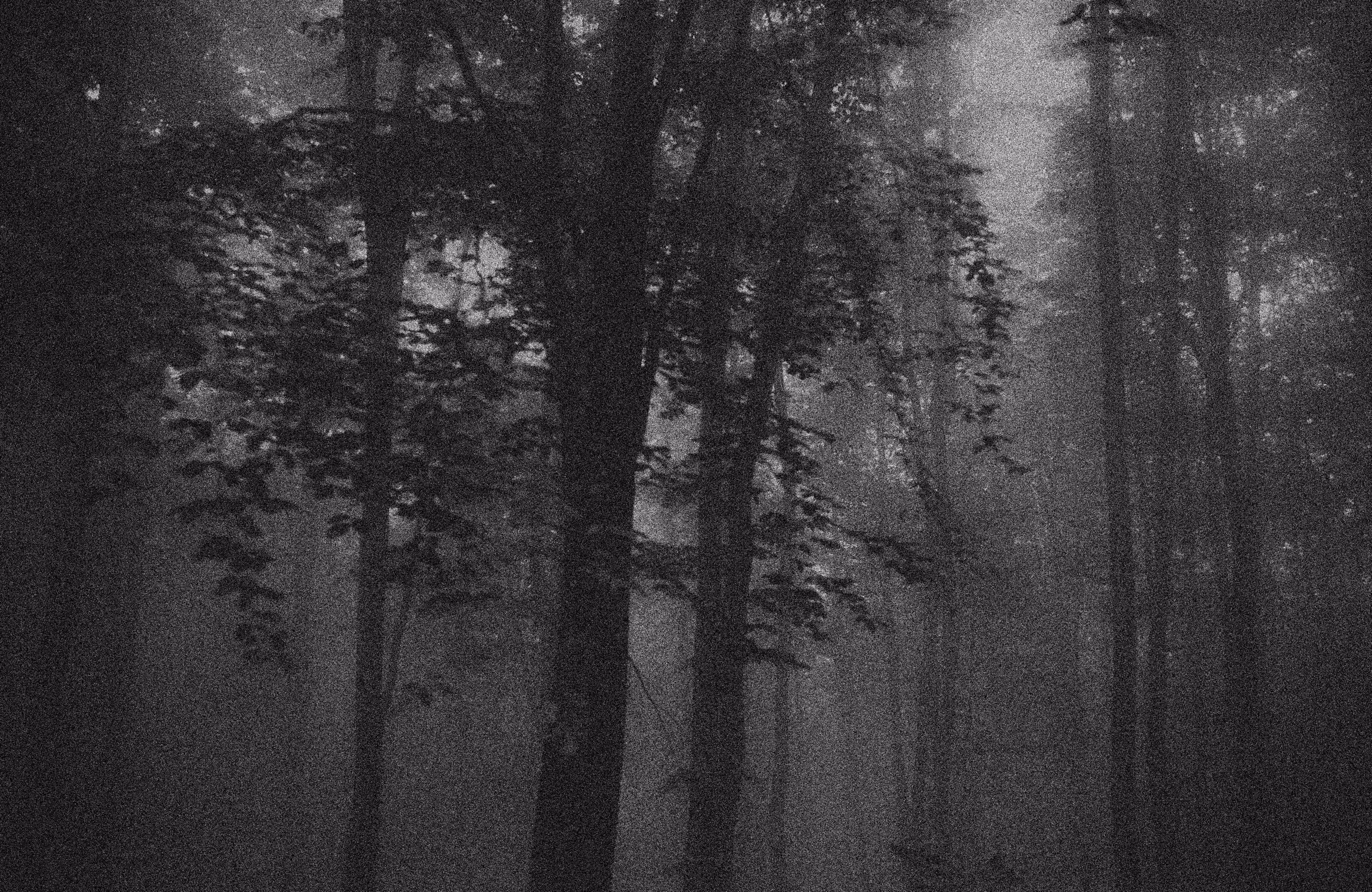The Happy Valley: Among the Trees
