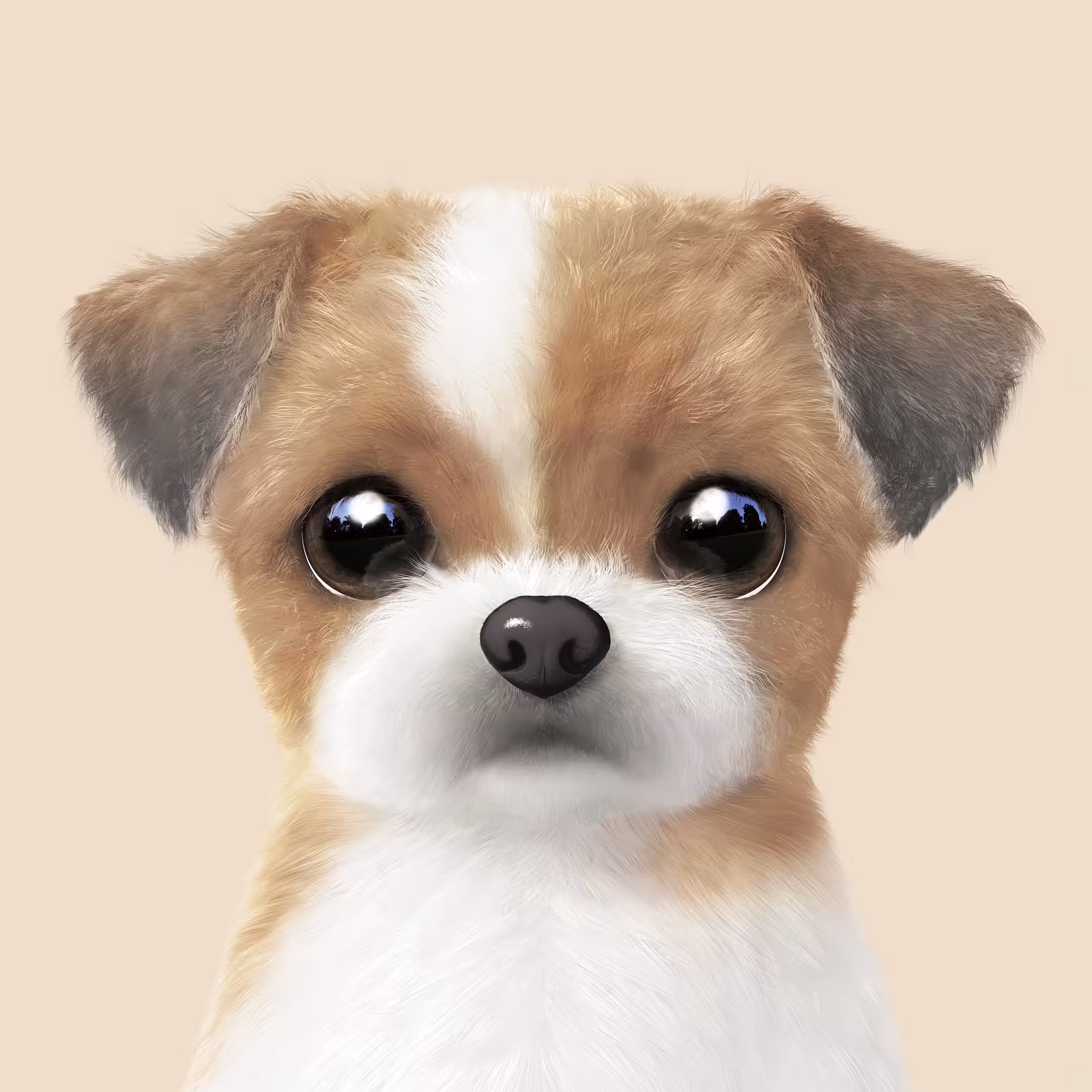#441 Peace the Shih Tzu