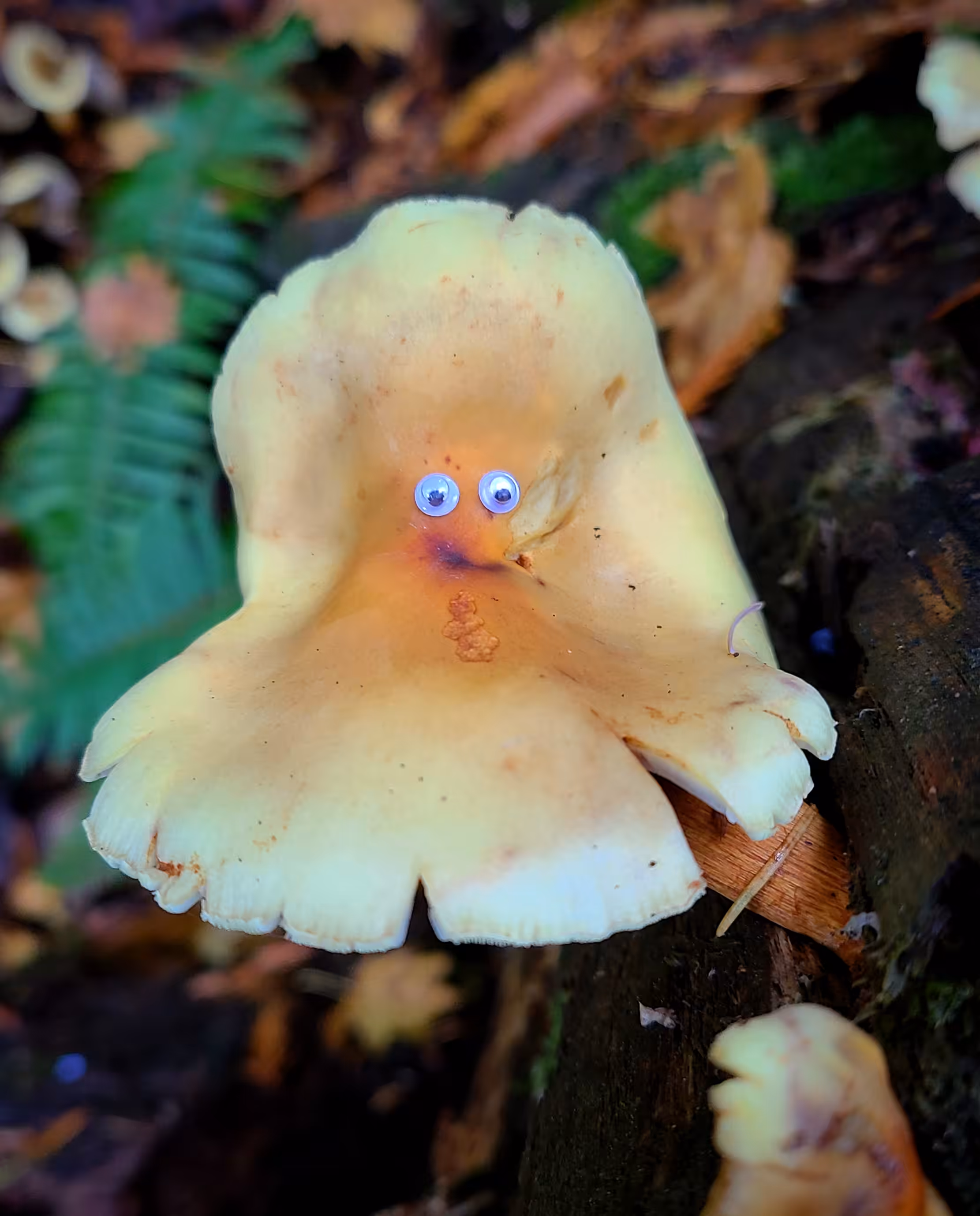 Googly Eyes 030: Merf