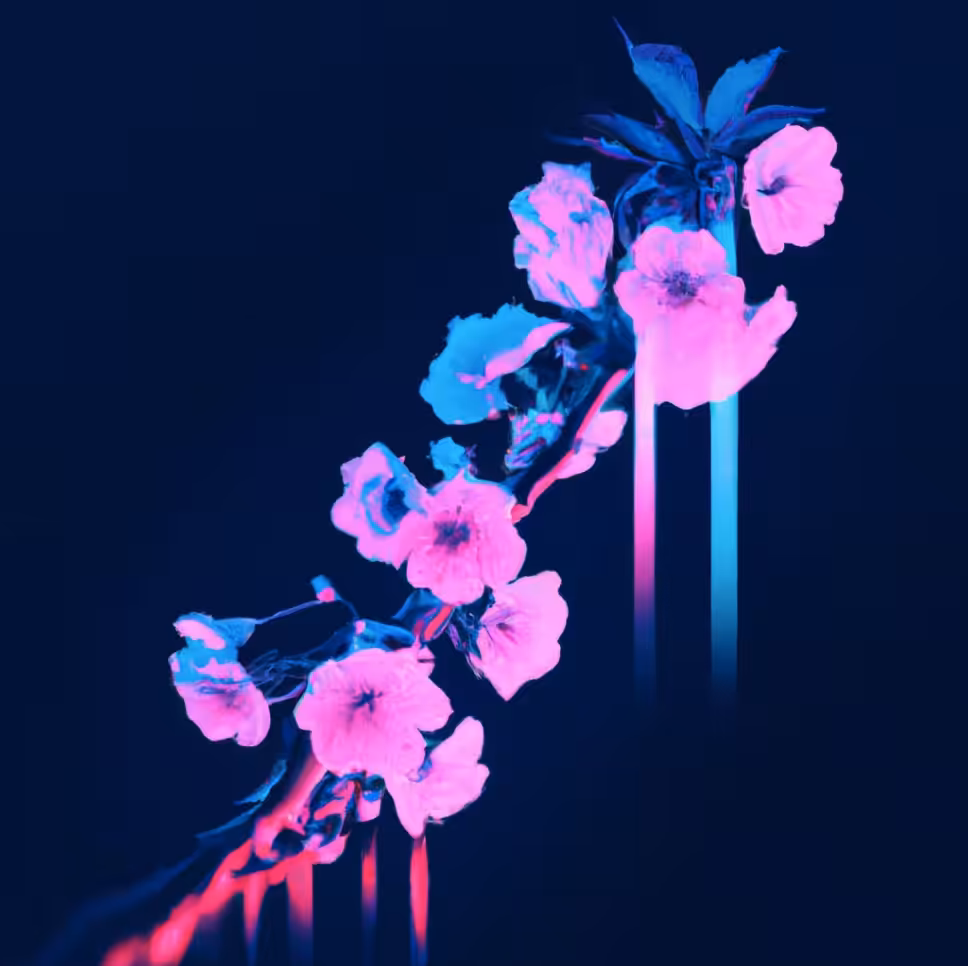 cherryblossom