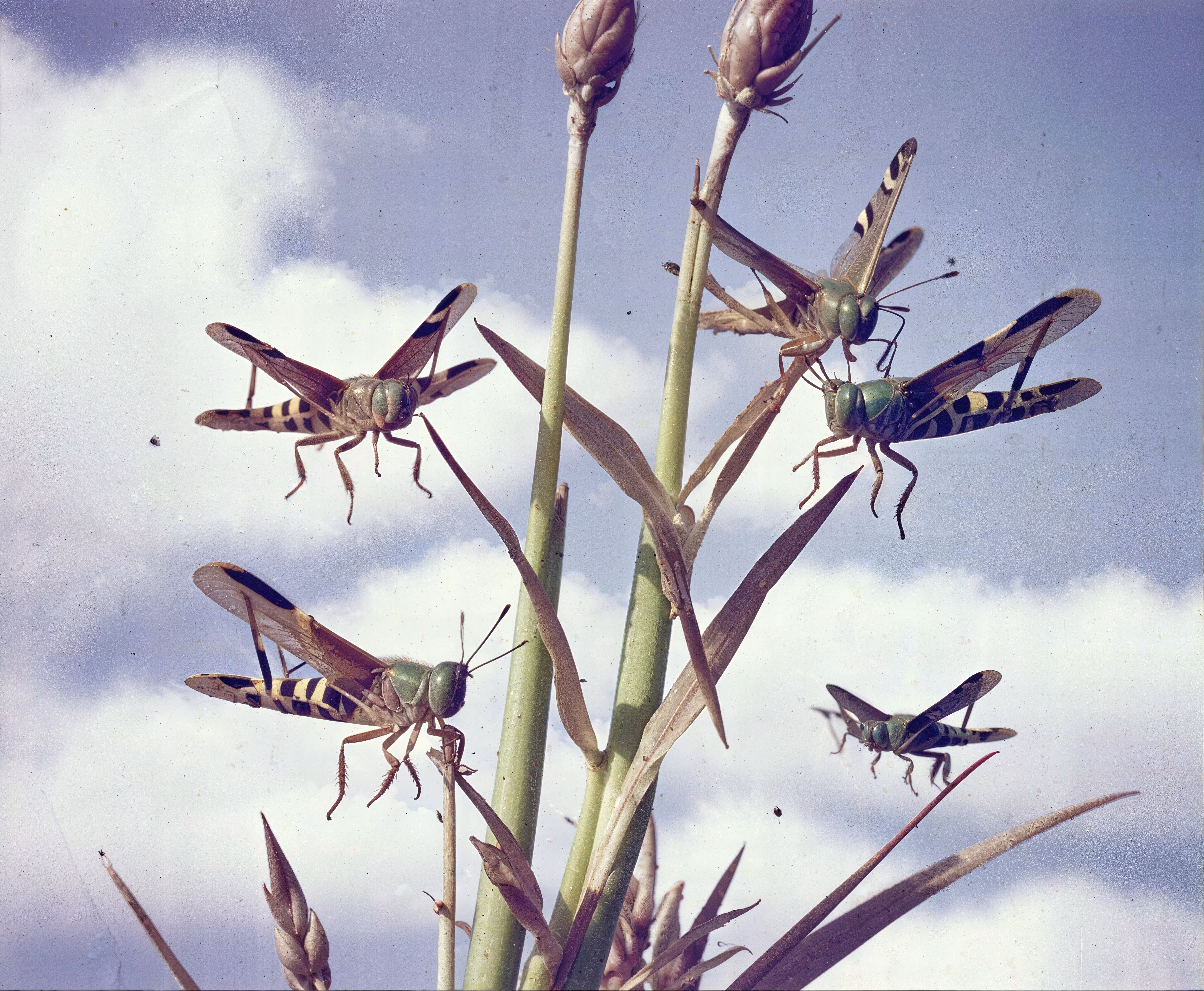Empire: The Hopper's Flight