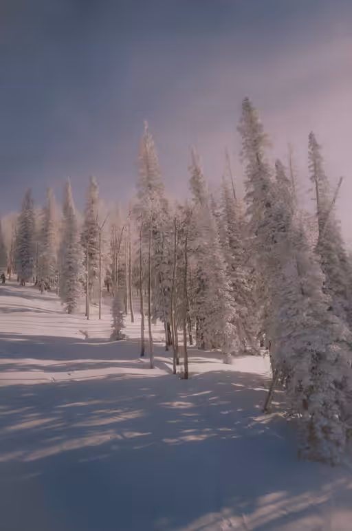 Snow Caked Trees