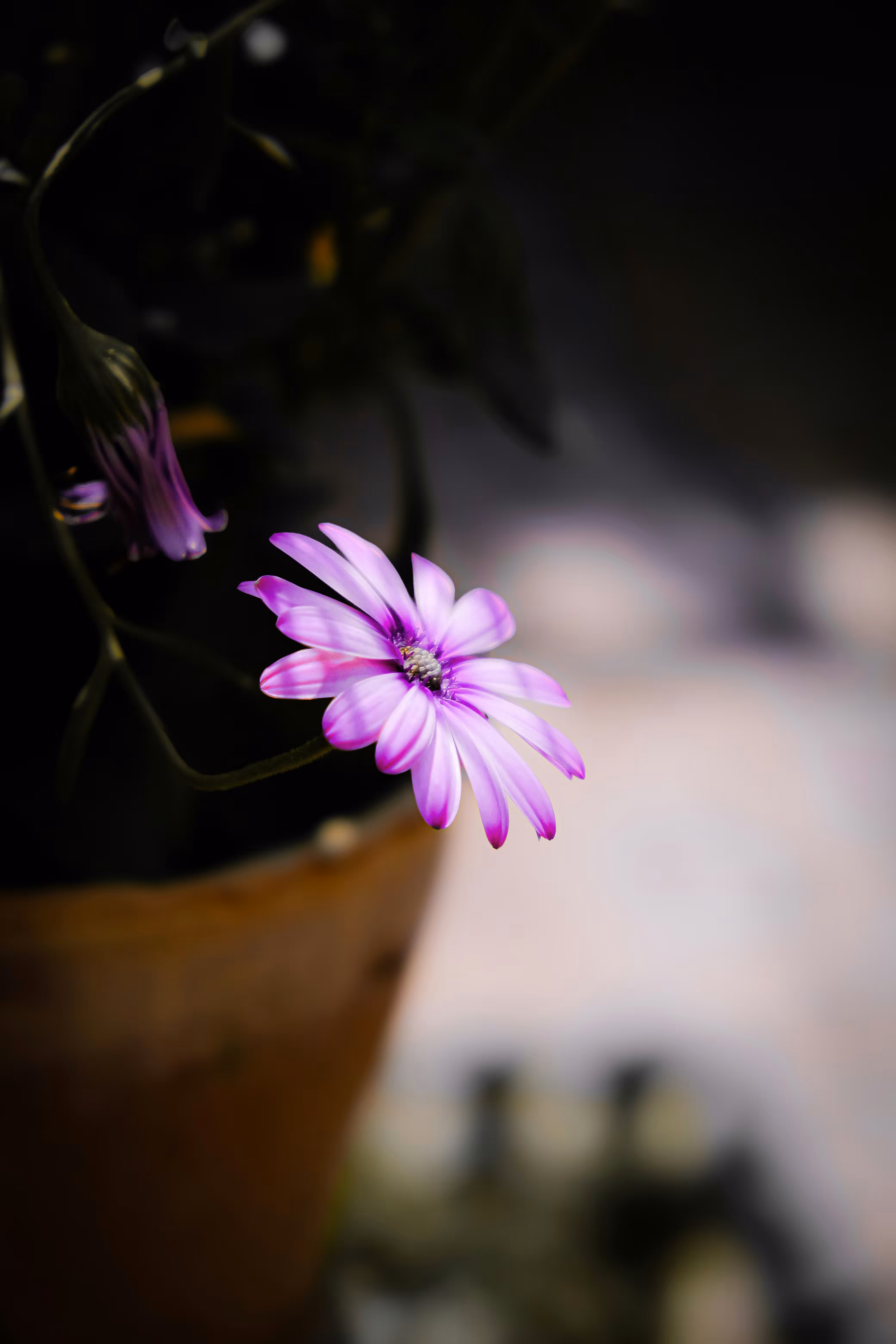 Pink Flower